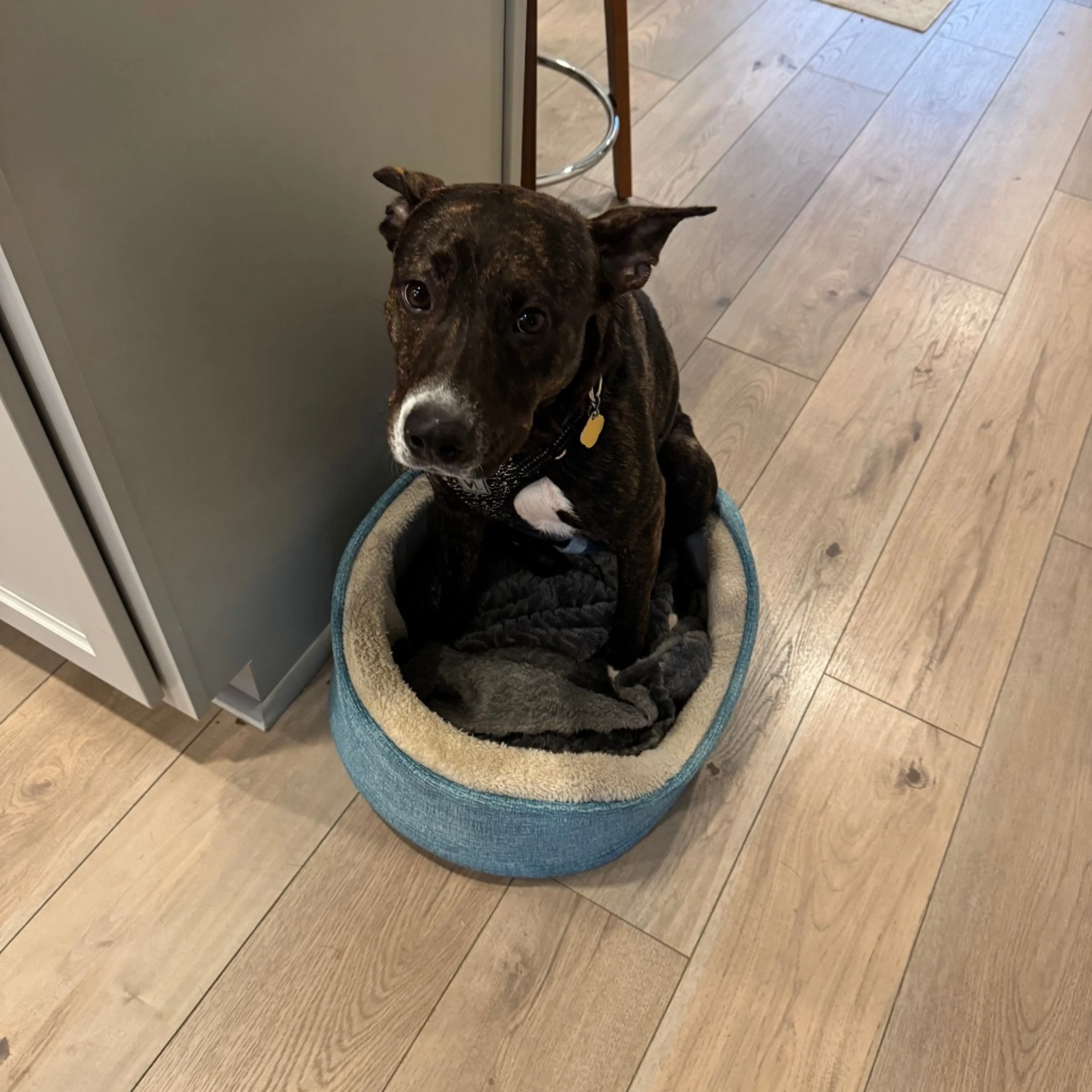Found pet-5