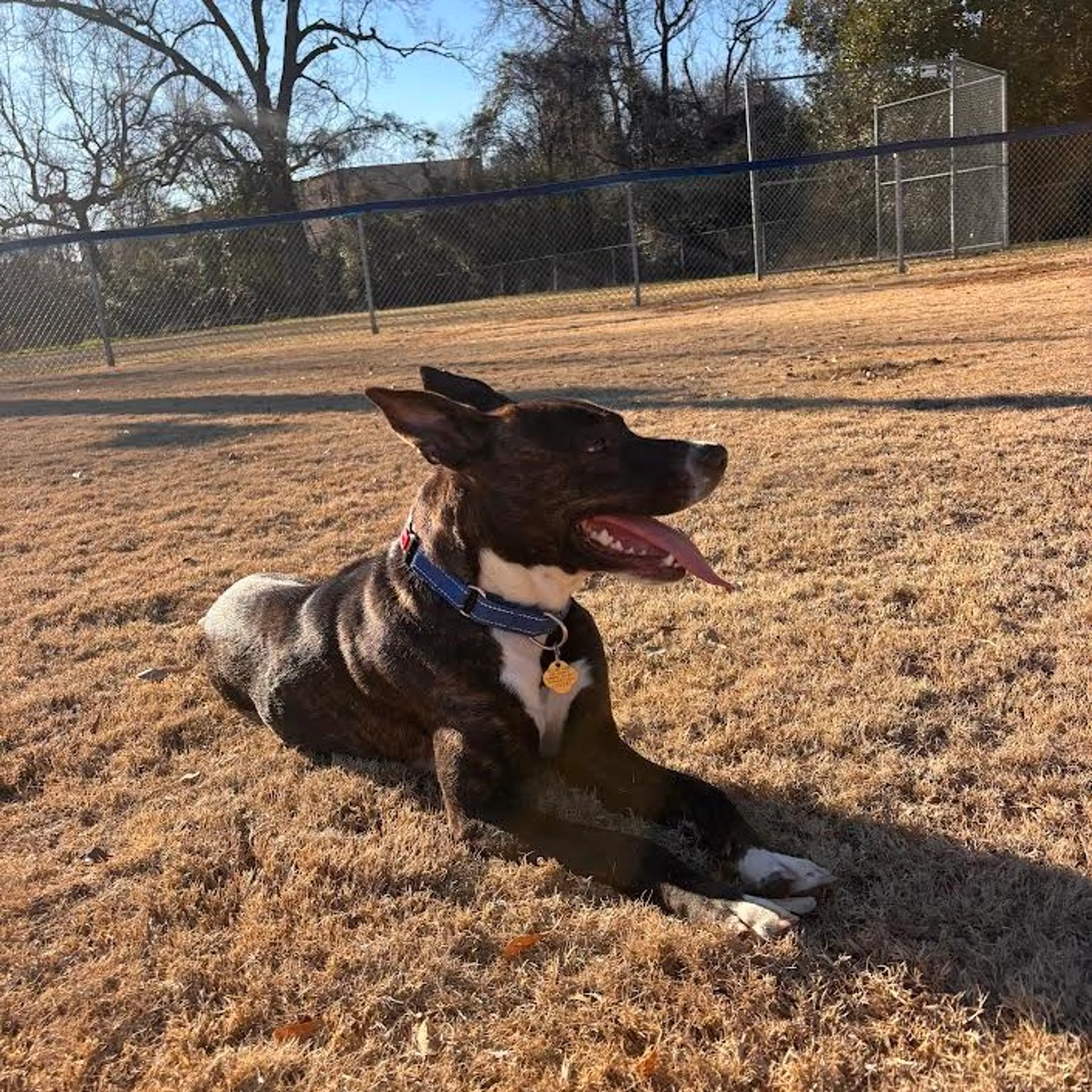Found pet-12