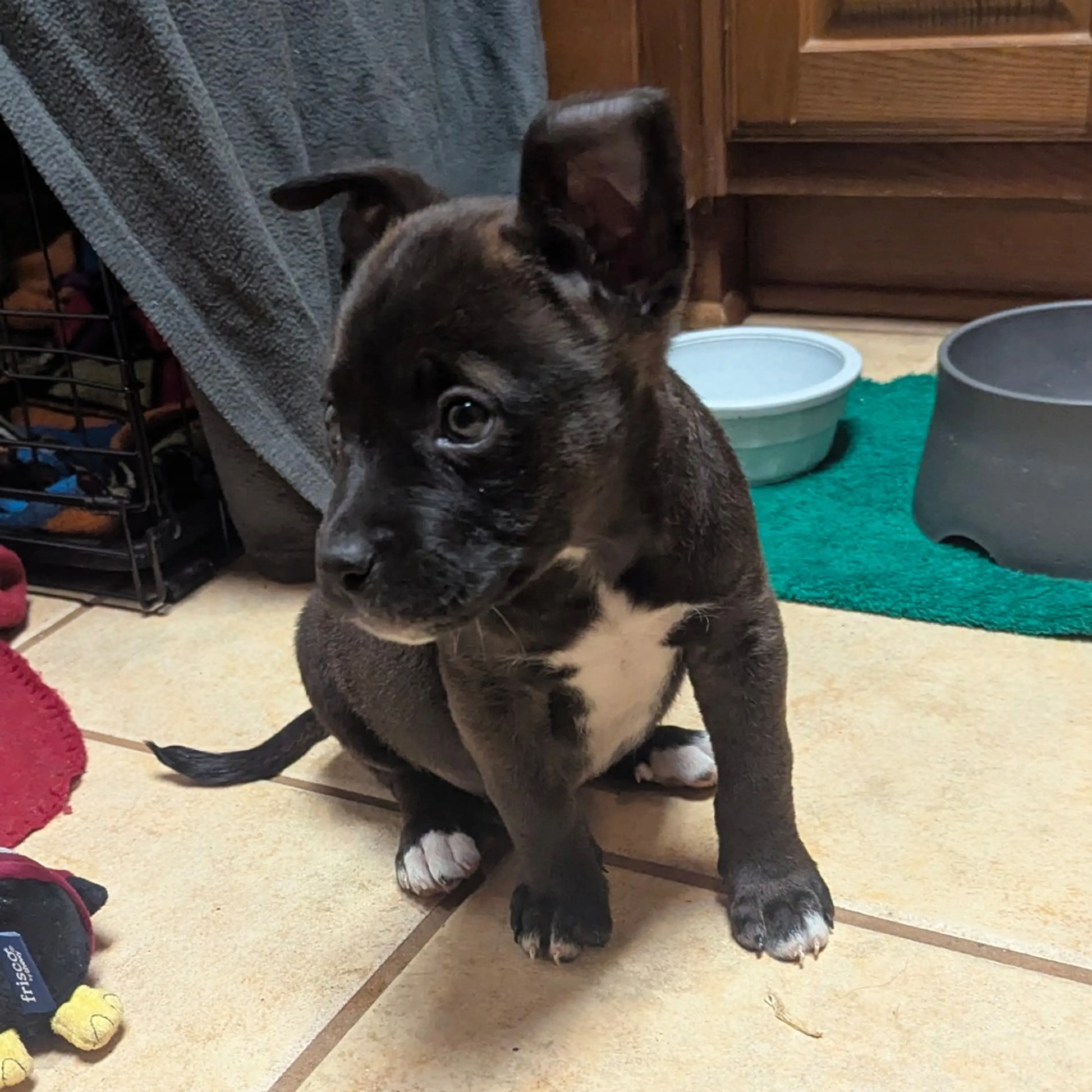 Found pet-3