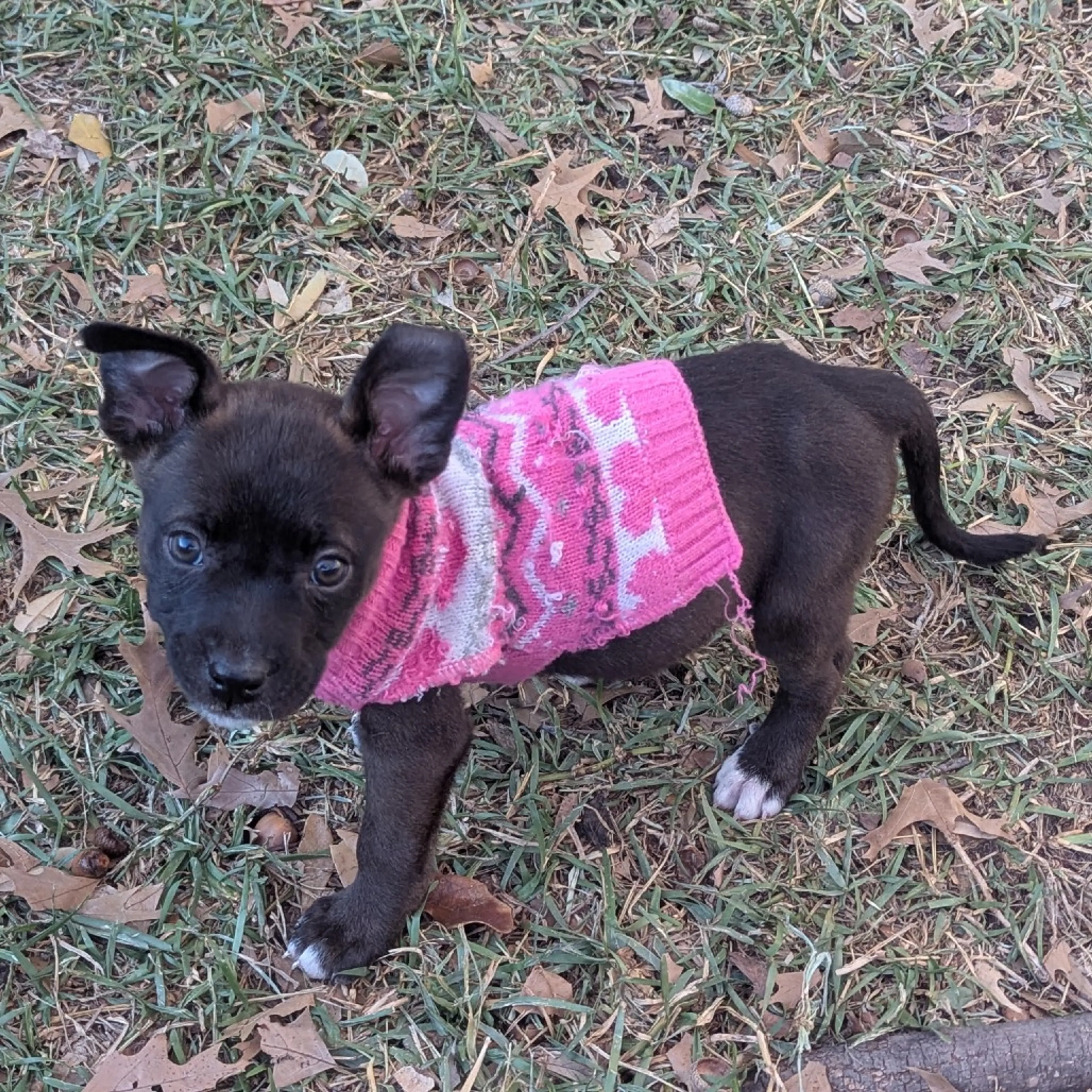 Found pet-1