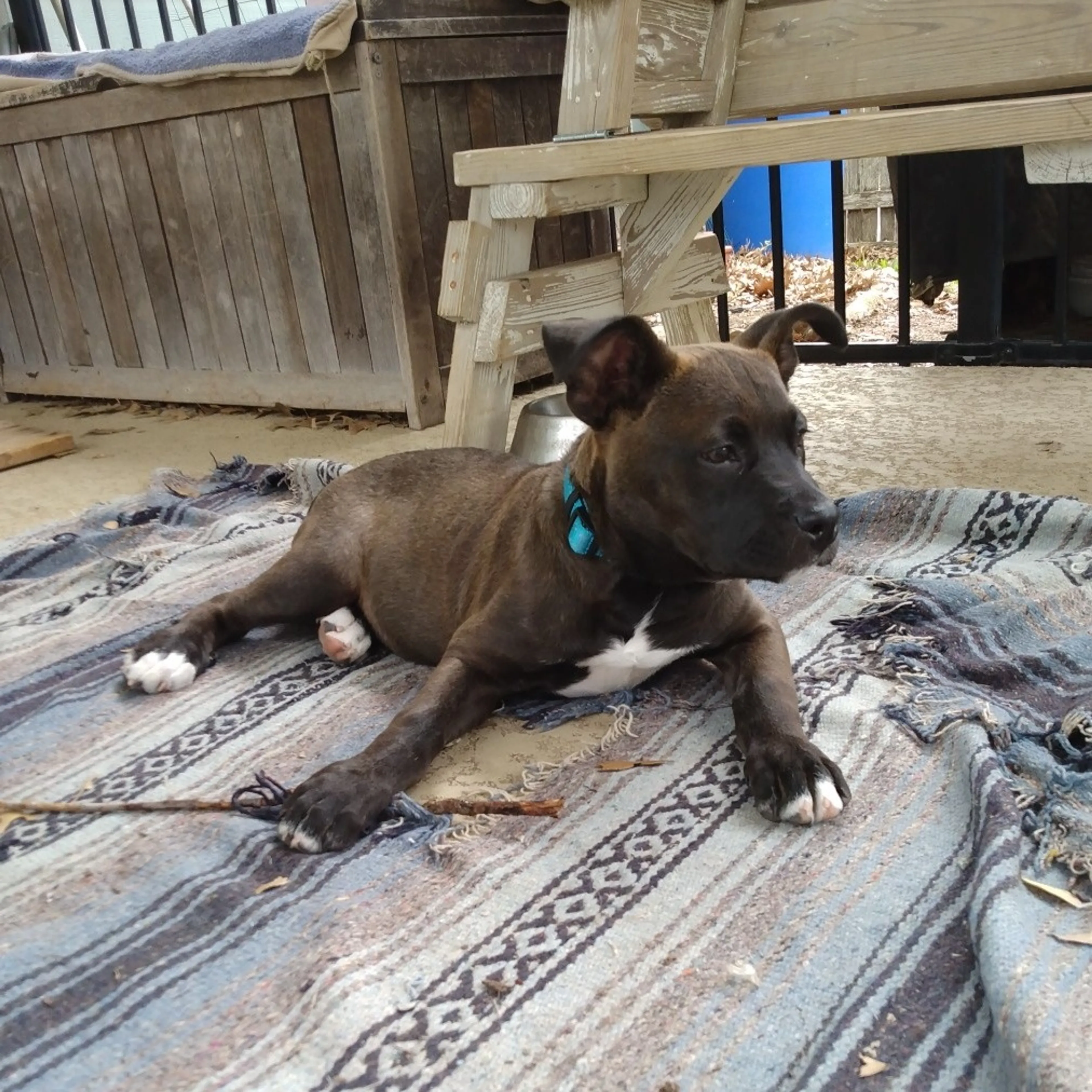 Found pet-9