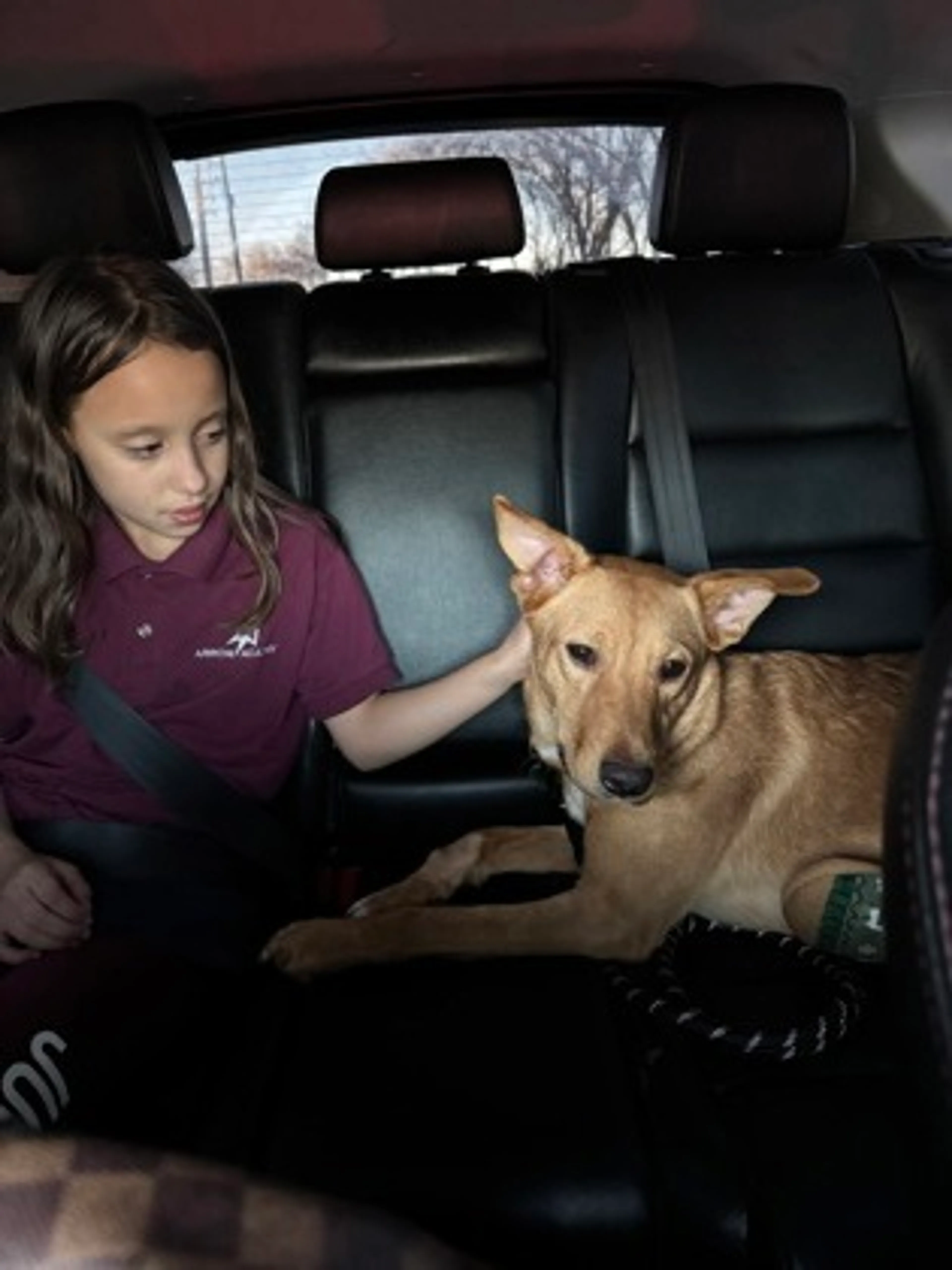 Found pet-1