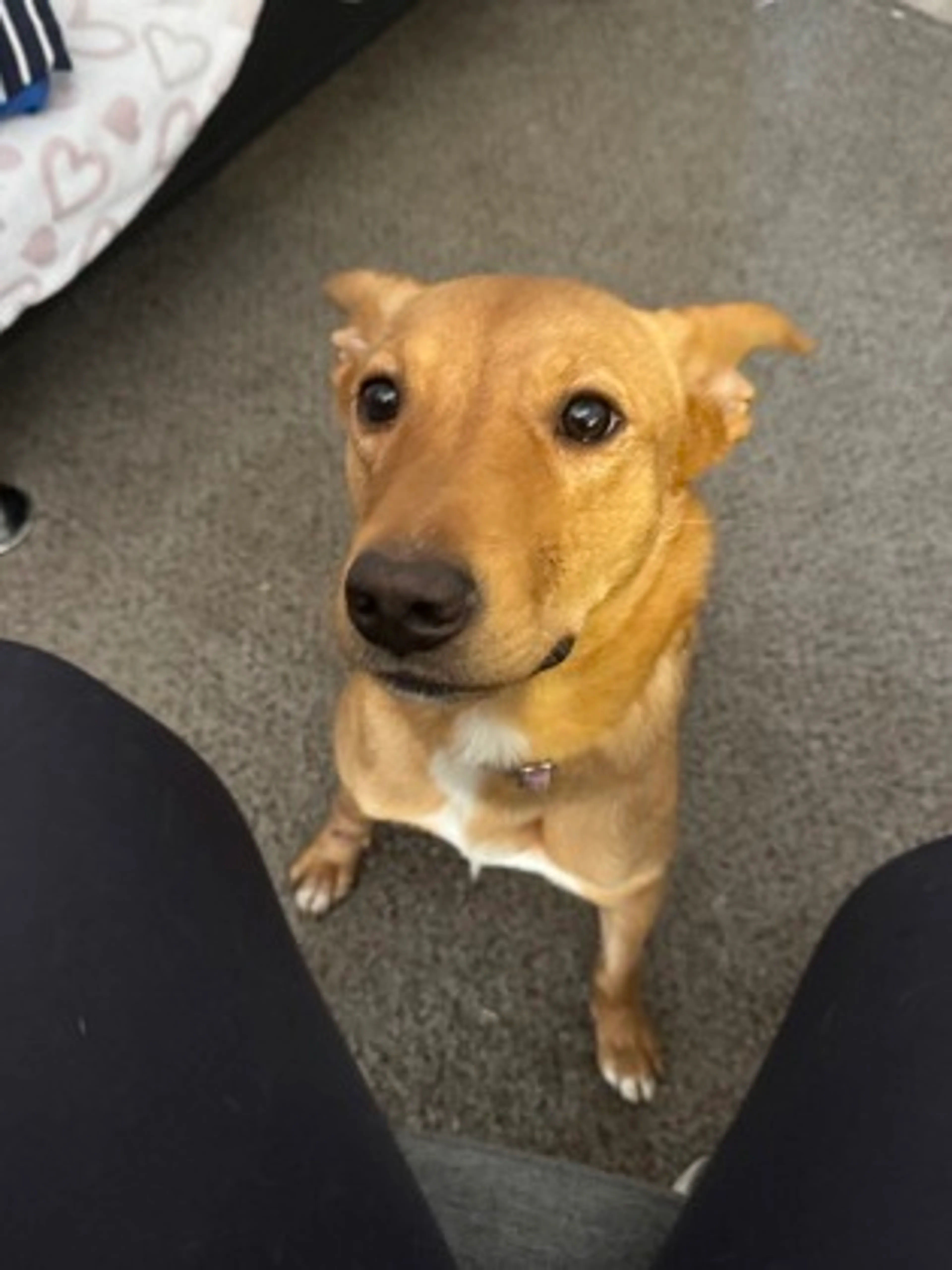 Found pet-2