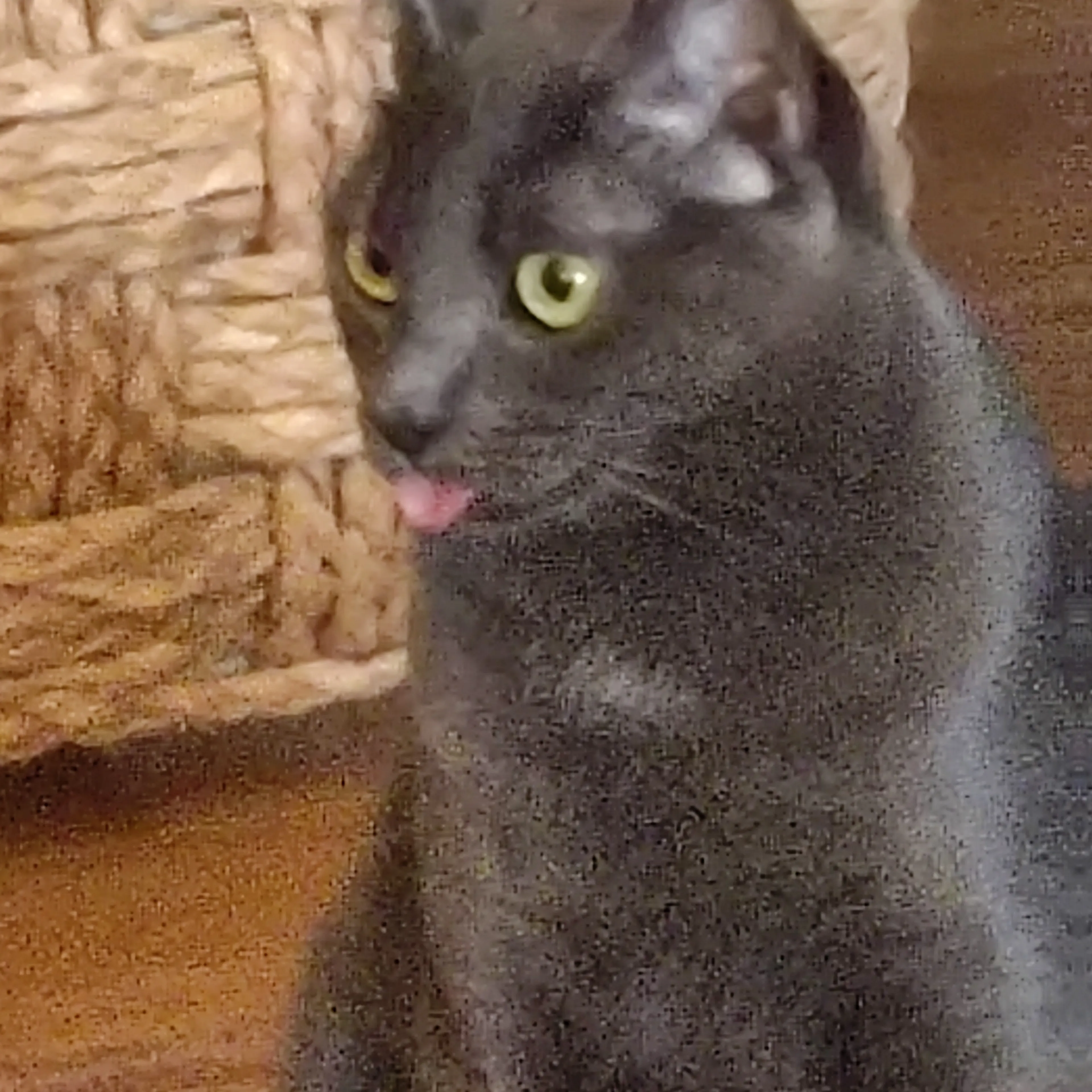Lost pet-1