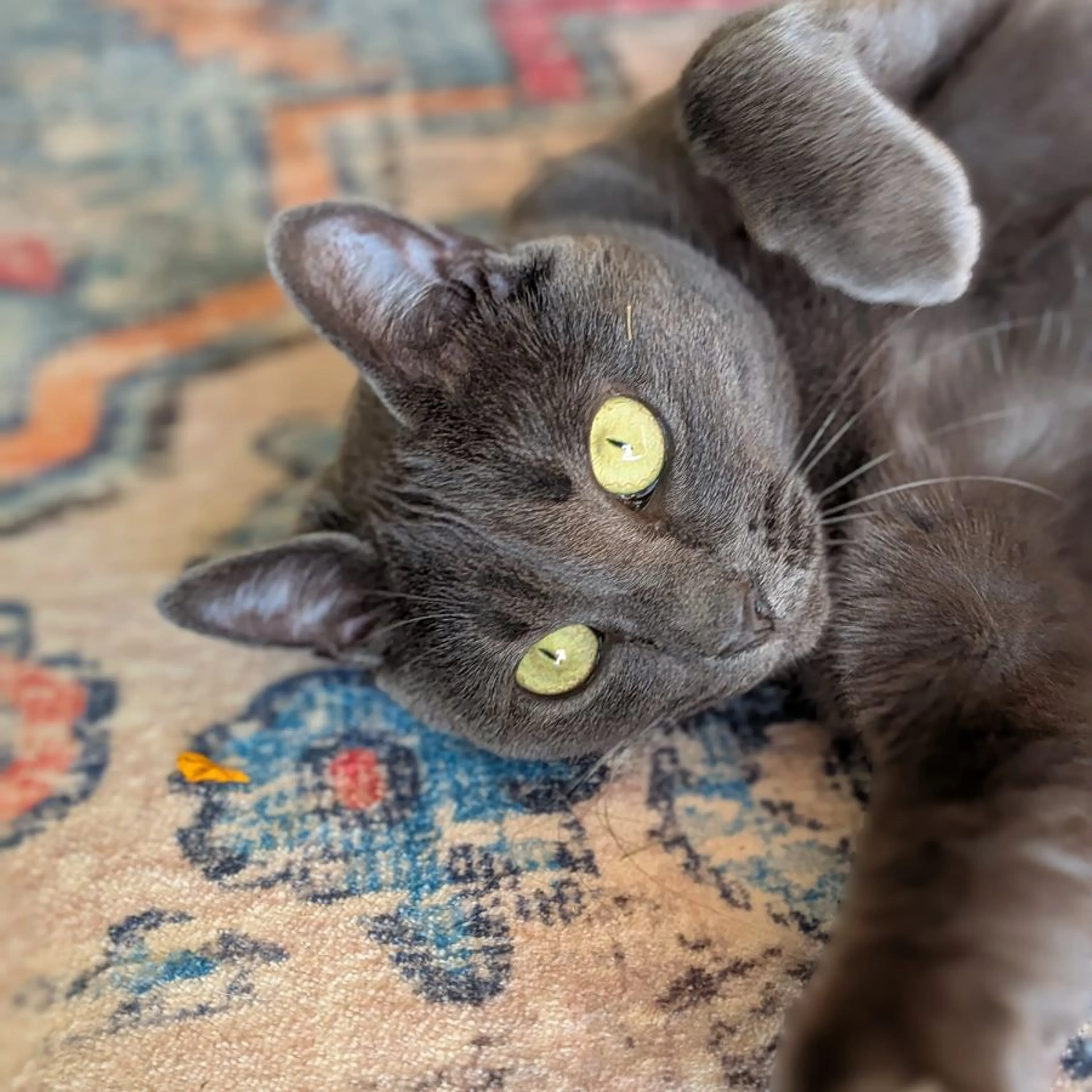 Lost pet-0