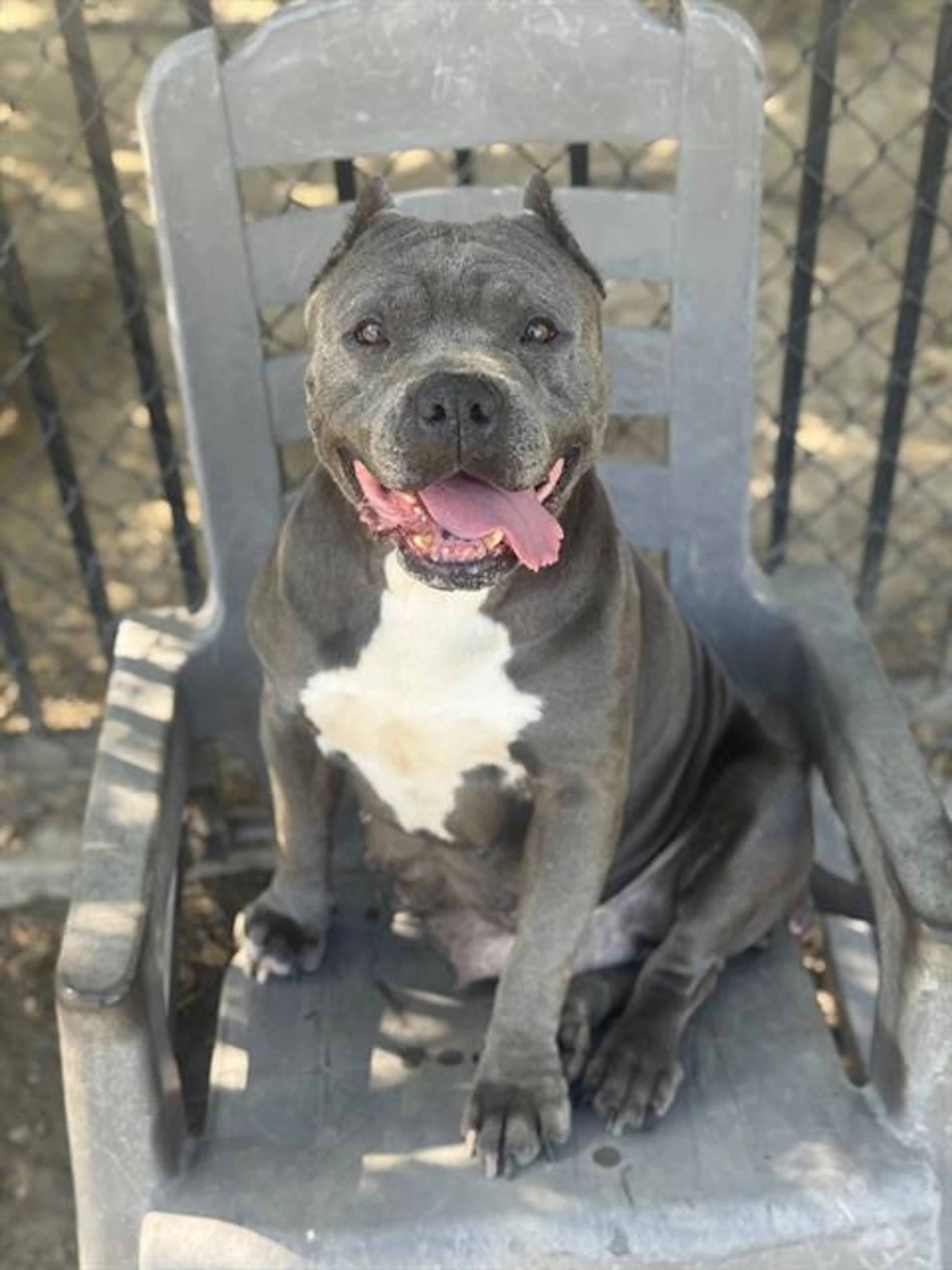 Found pet