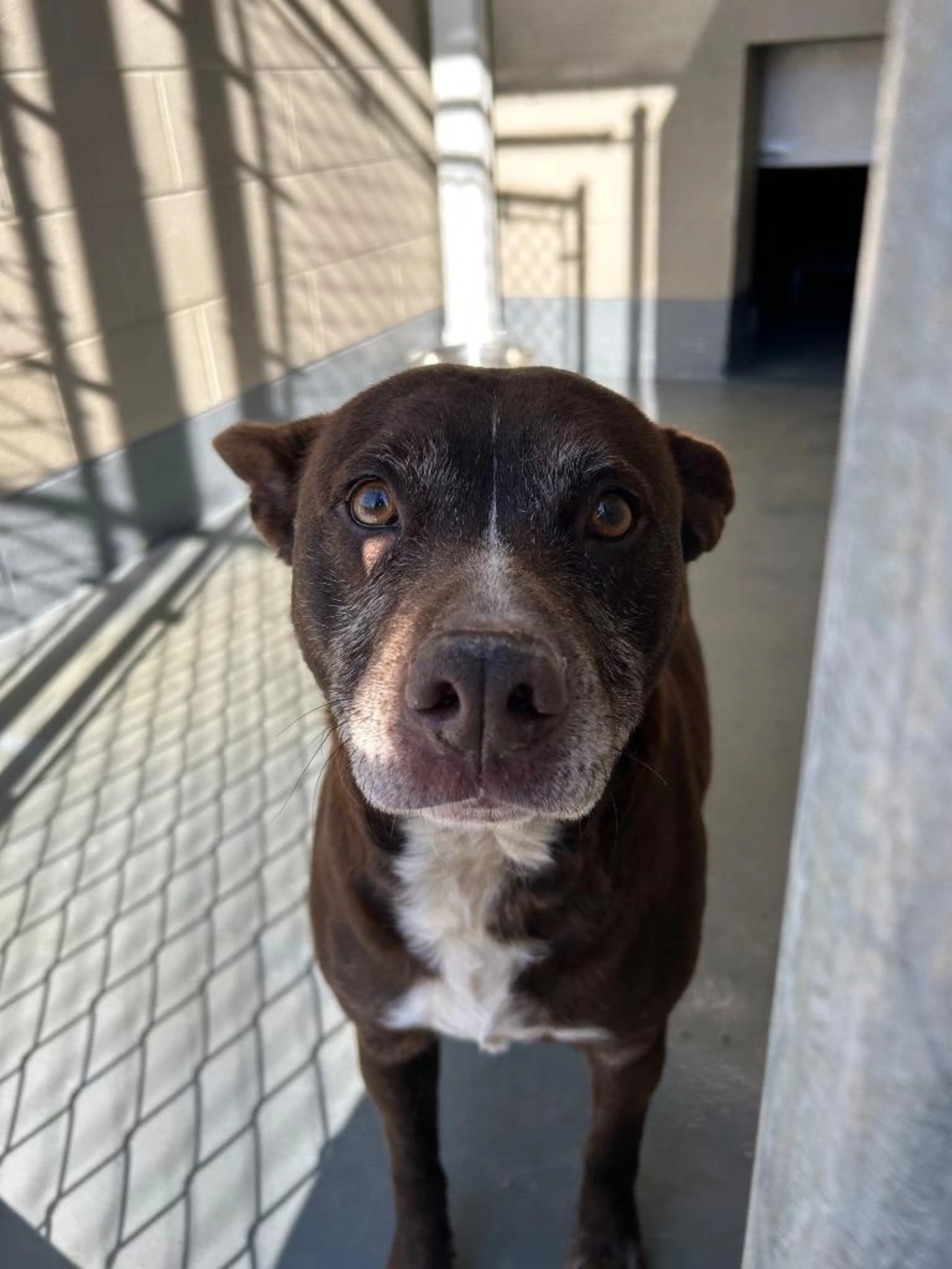 Found pet-2