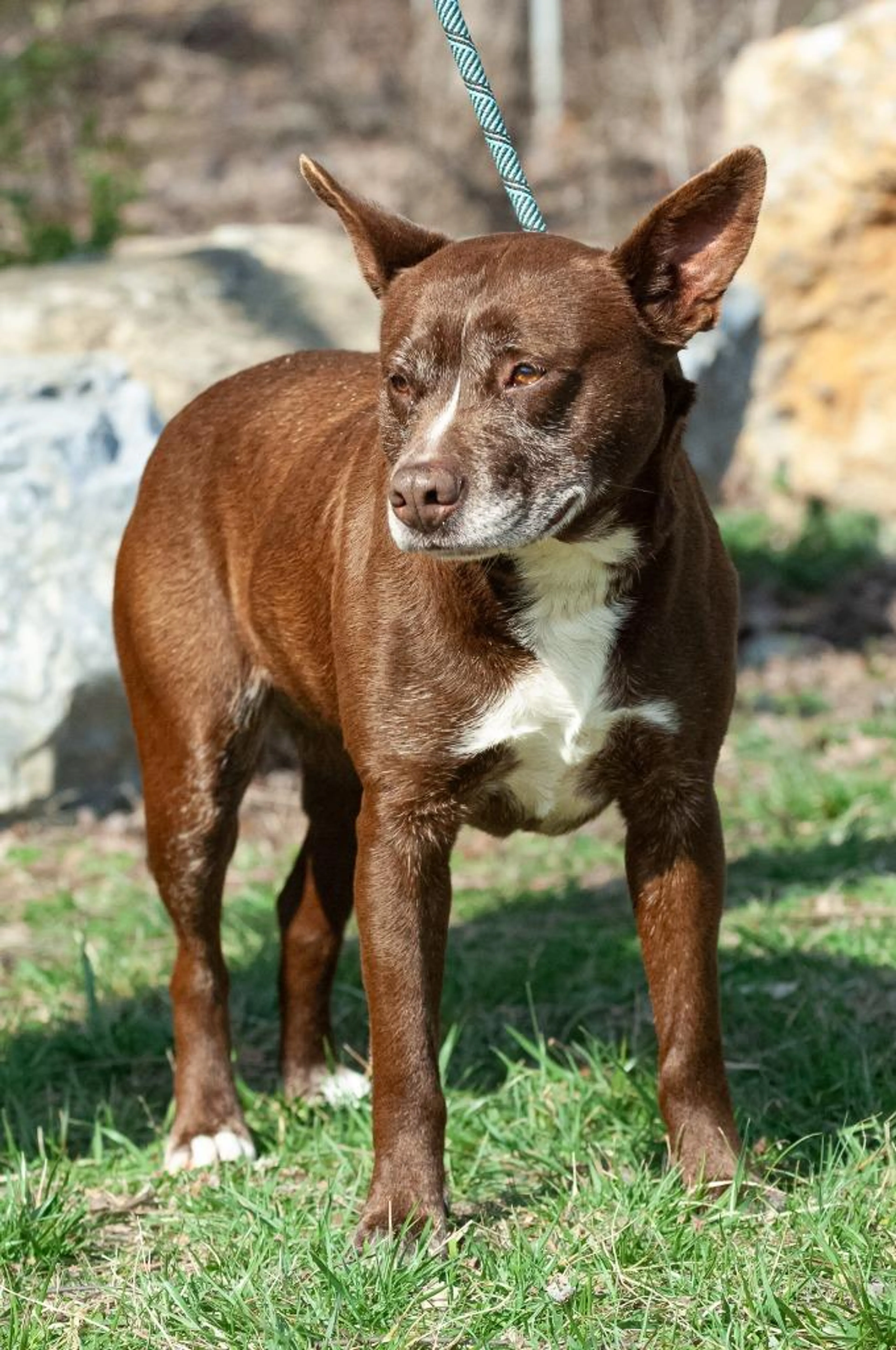 Found pet-1