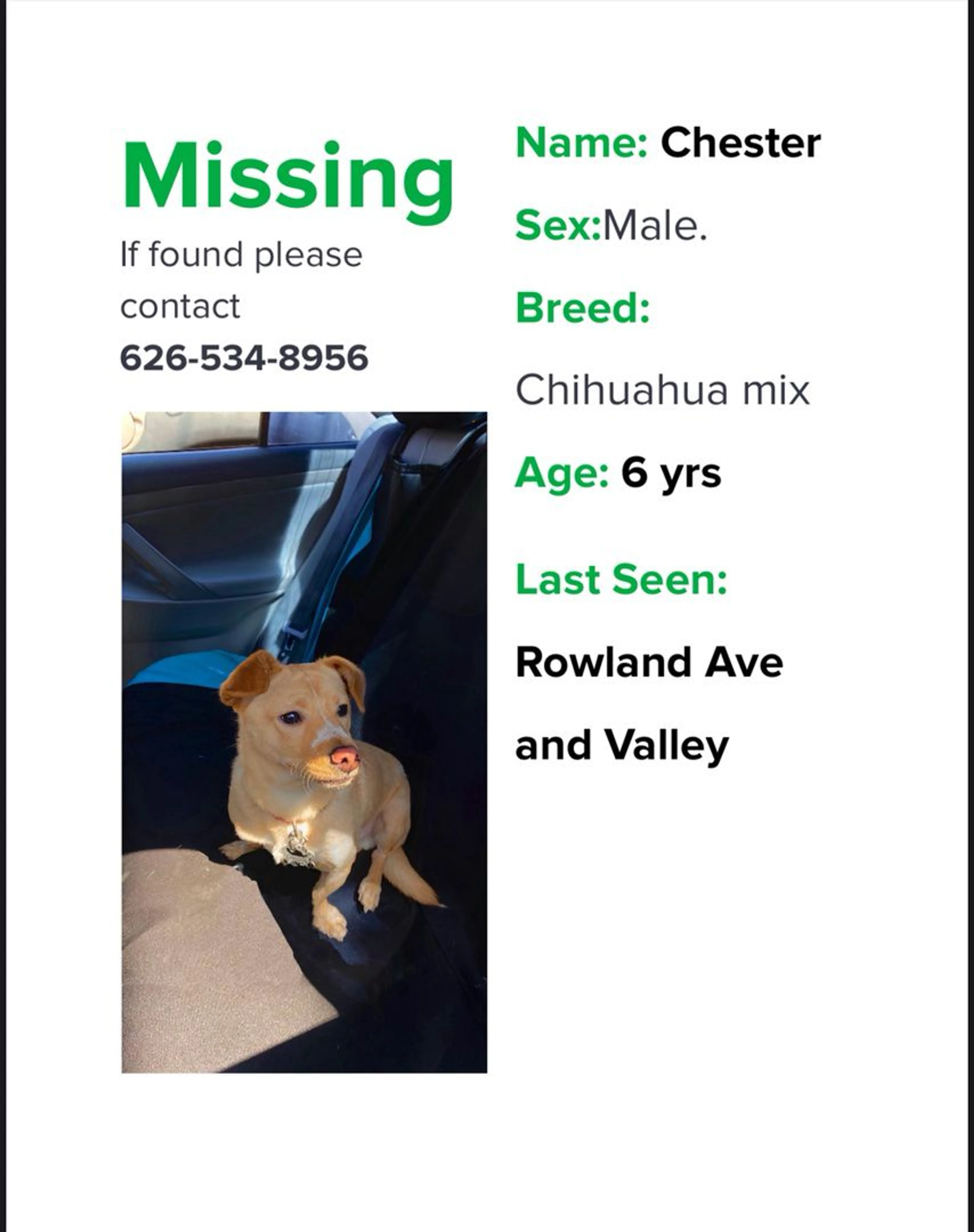 Lost pet-0