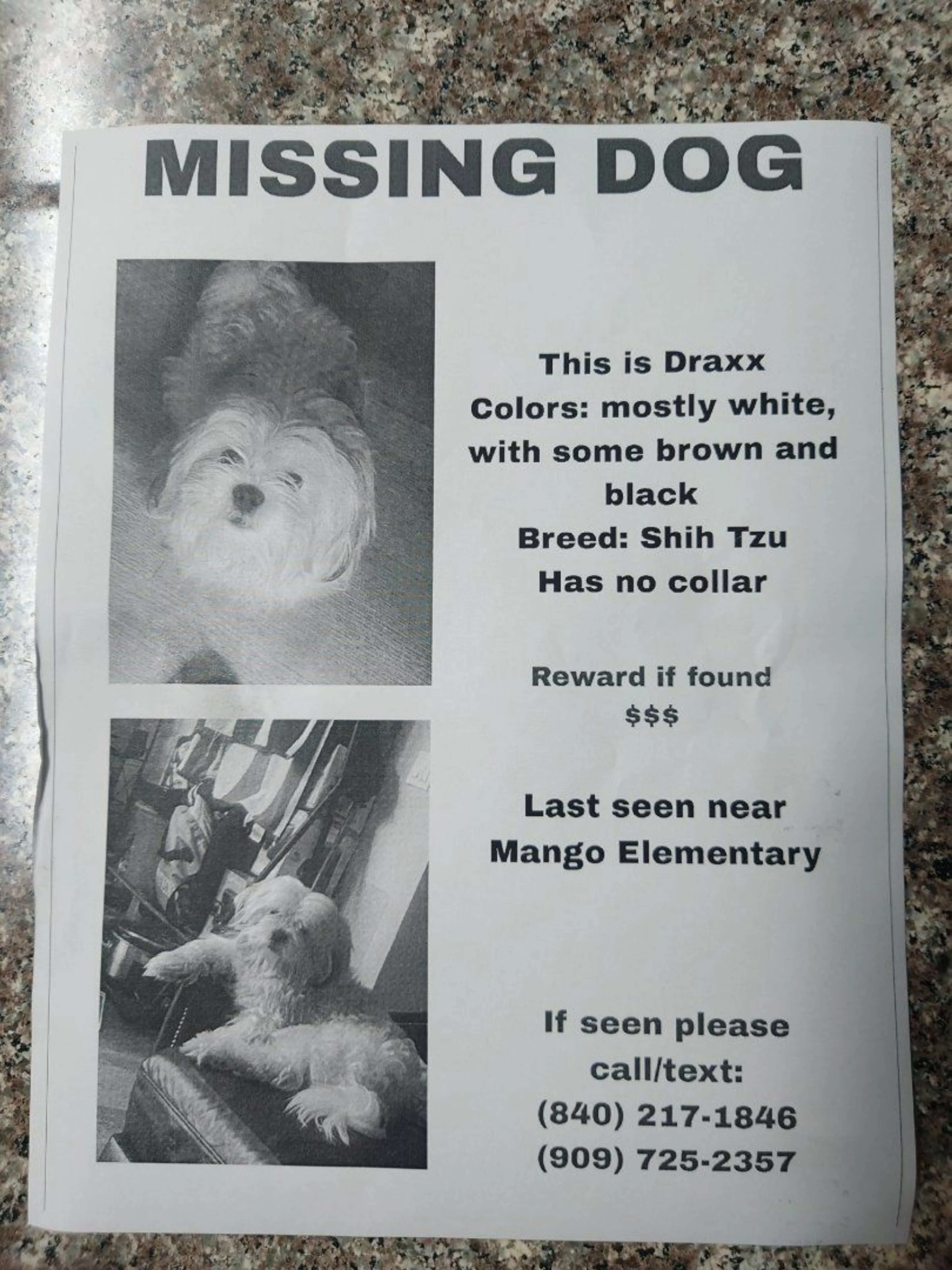 Lost pet