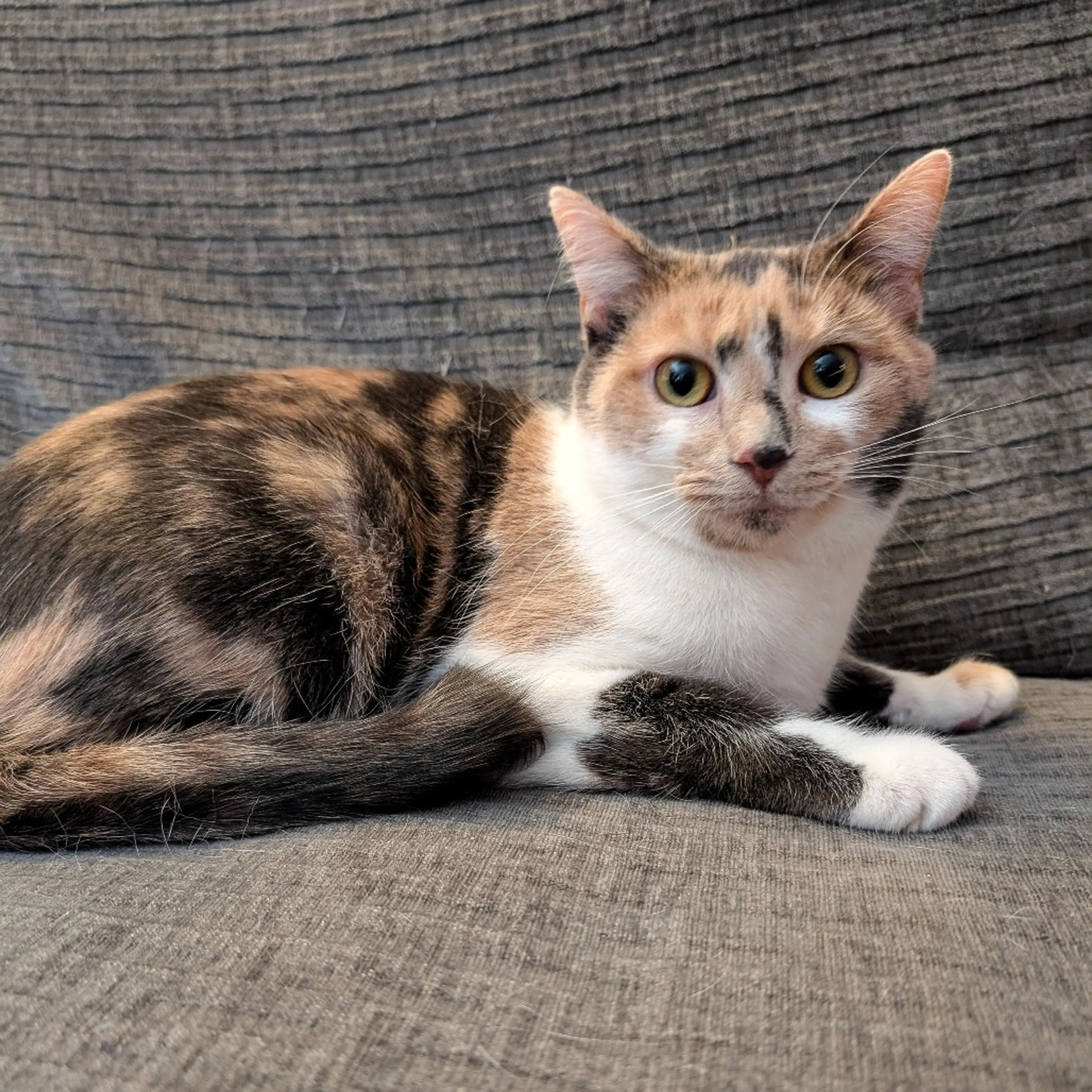 Found pet-1