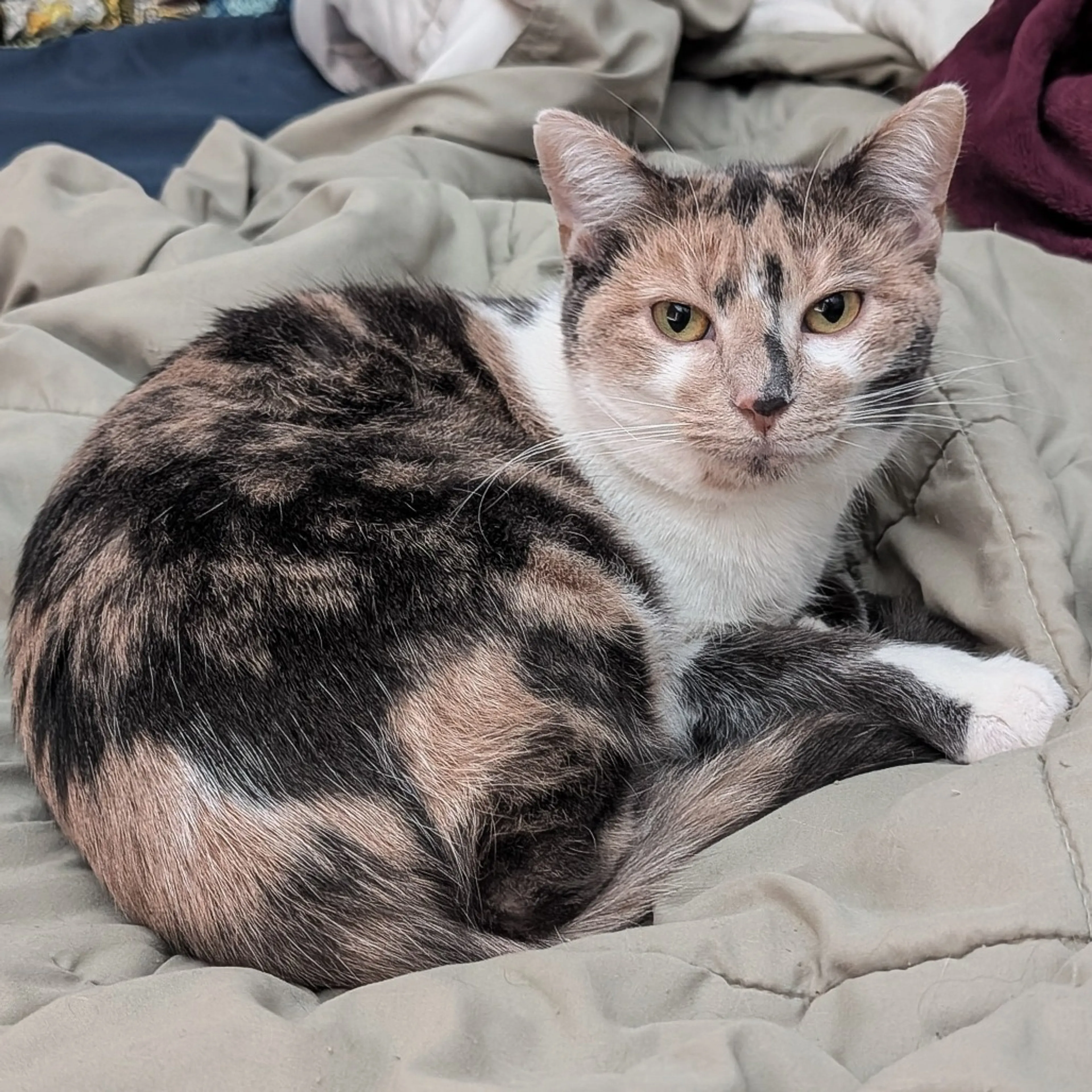 Found pet-2