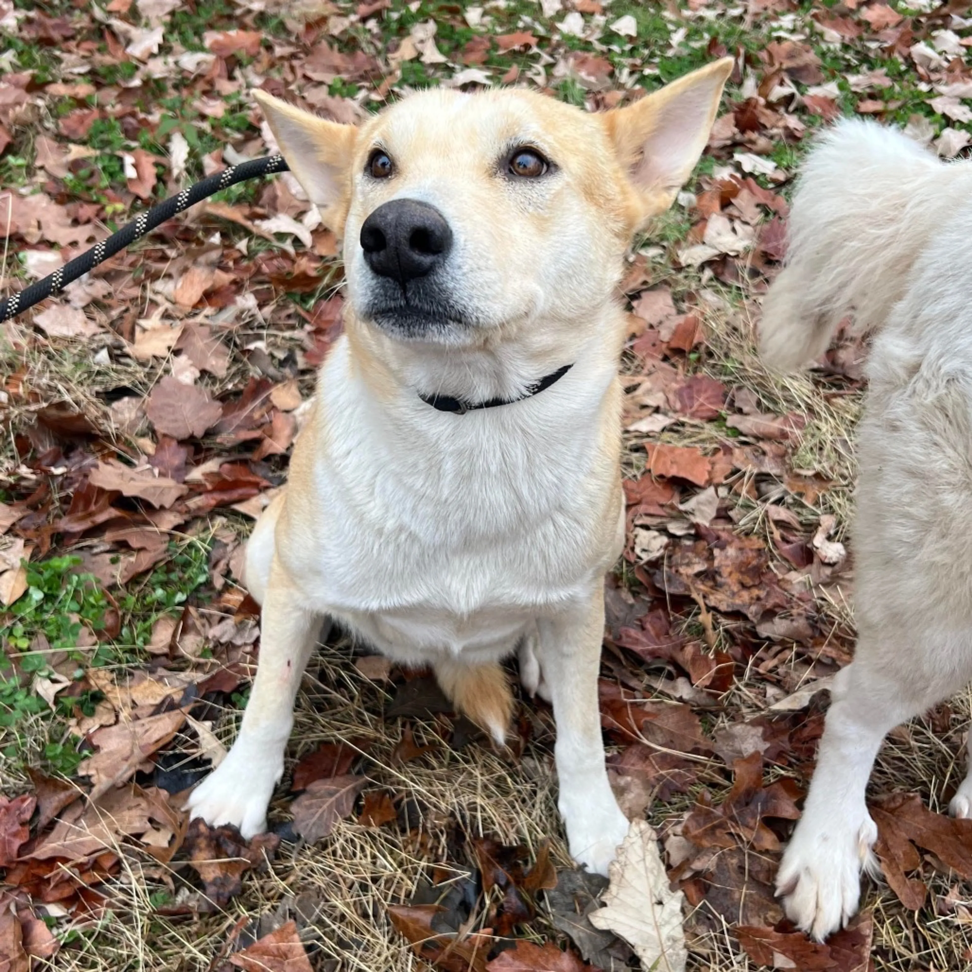 Found pet
