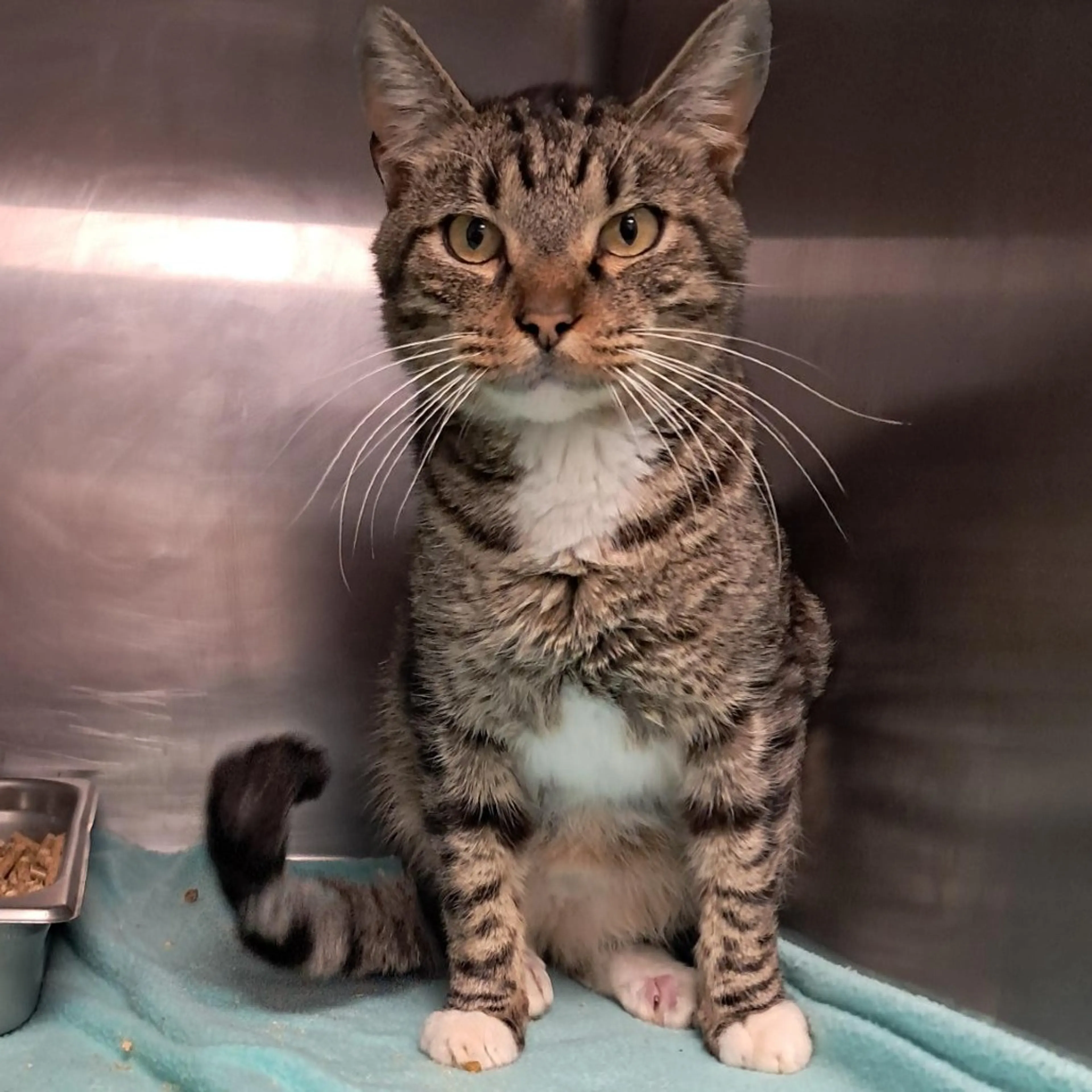 Found pet-1