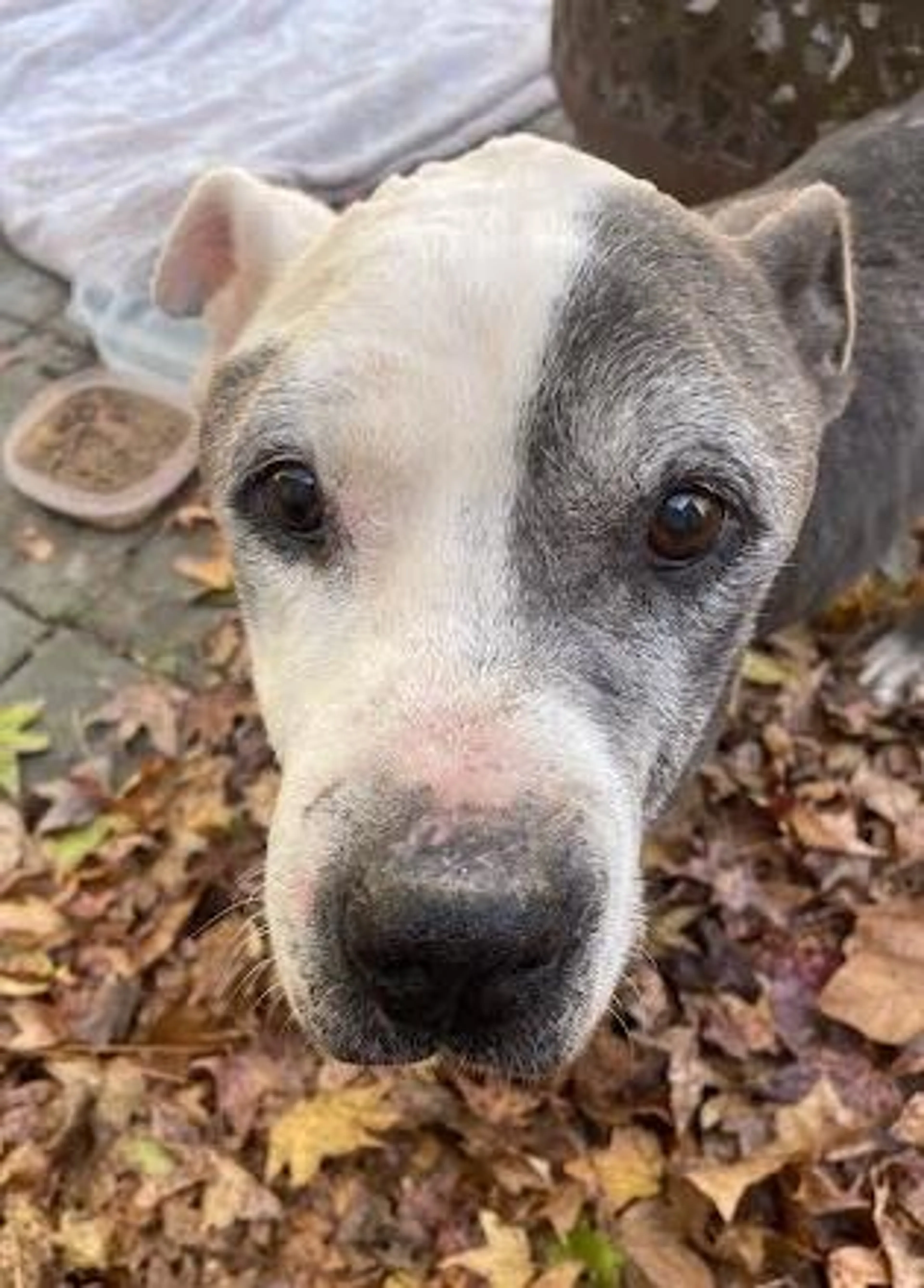 Found pet-1