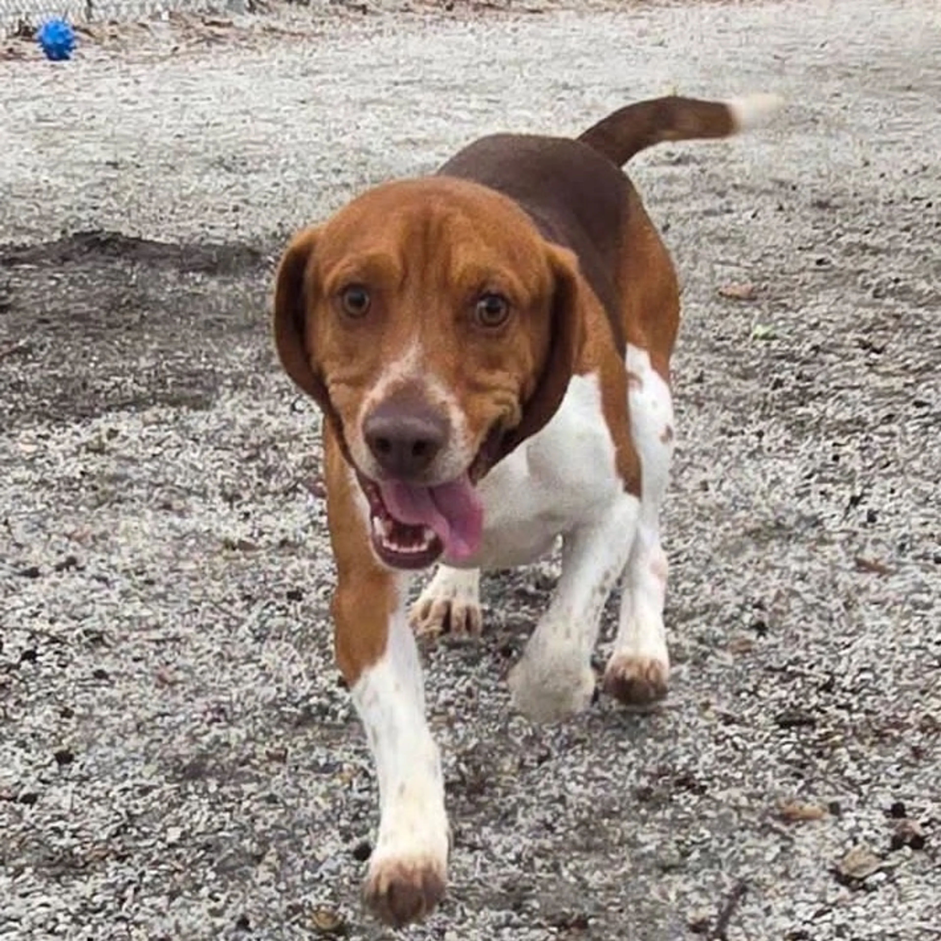 Found pet-1