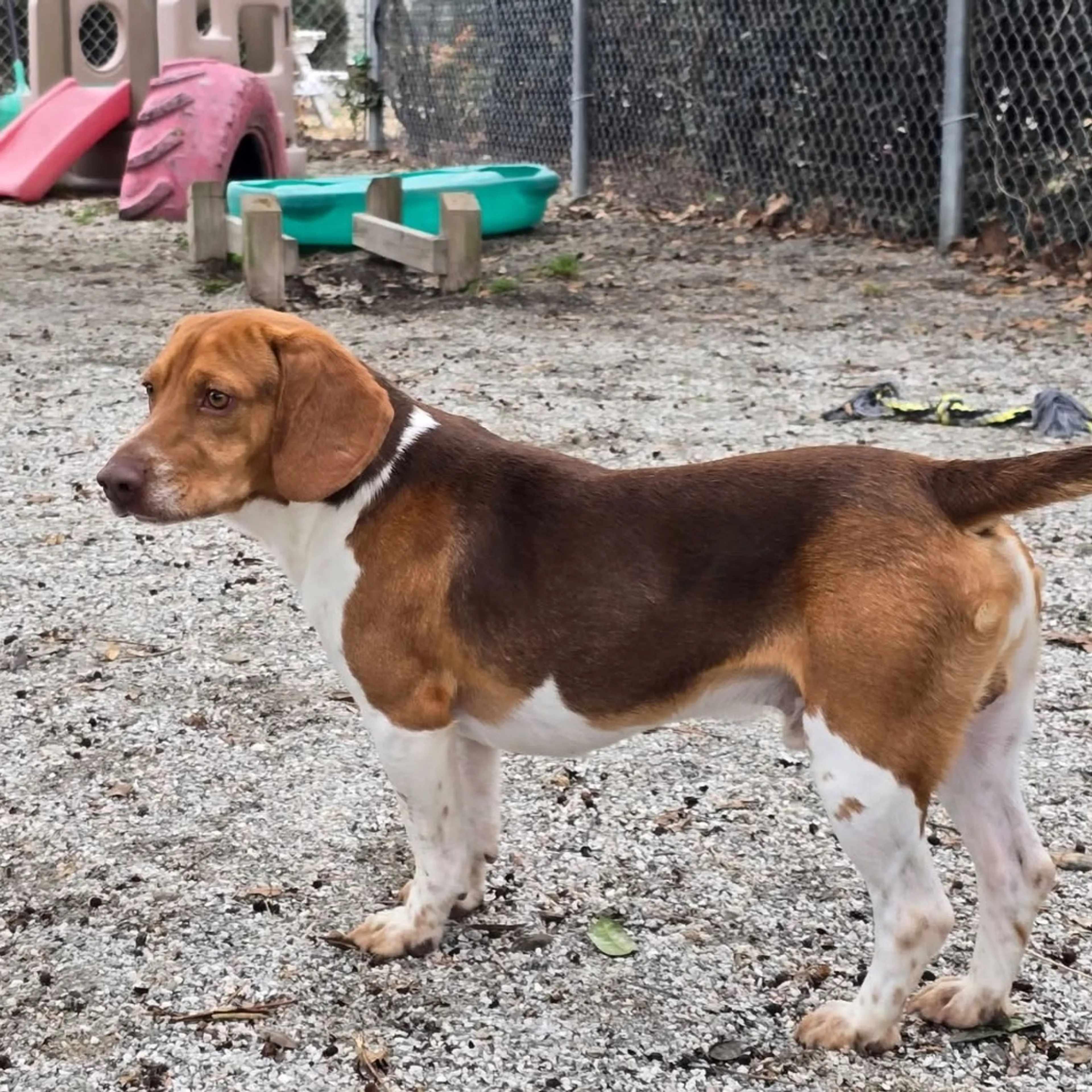 Found pet-2
