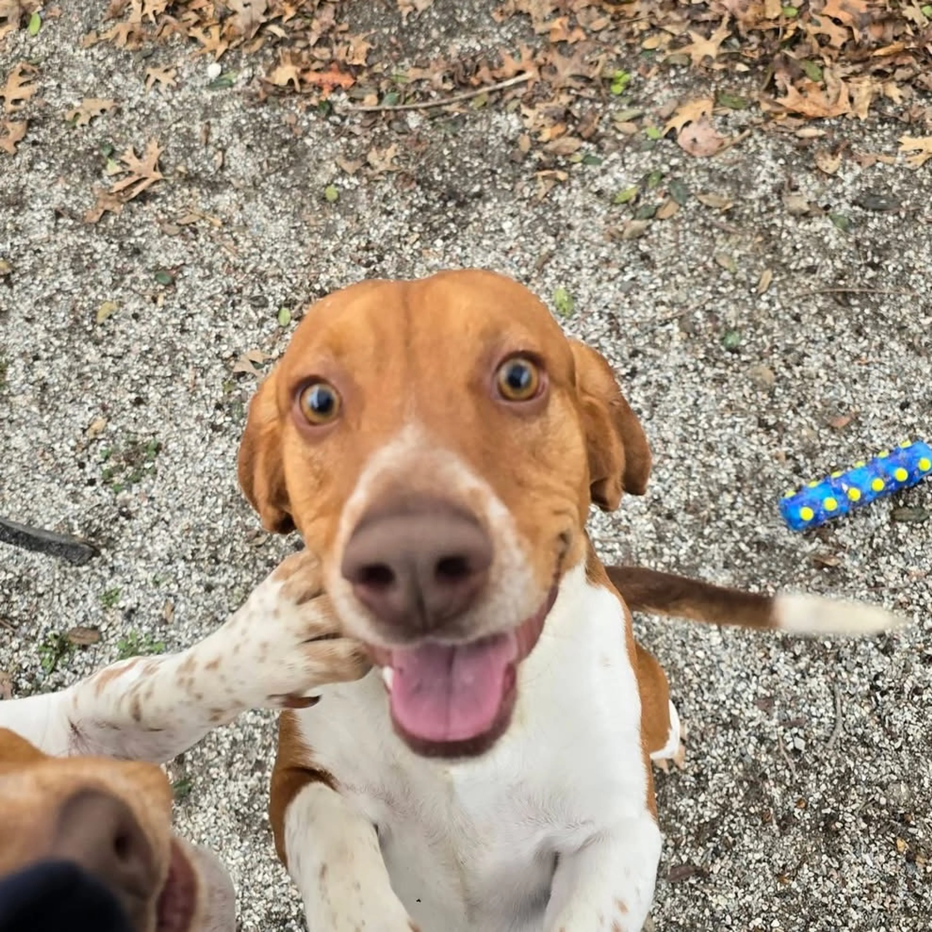 Found pet-3