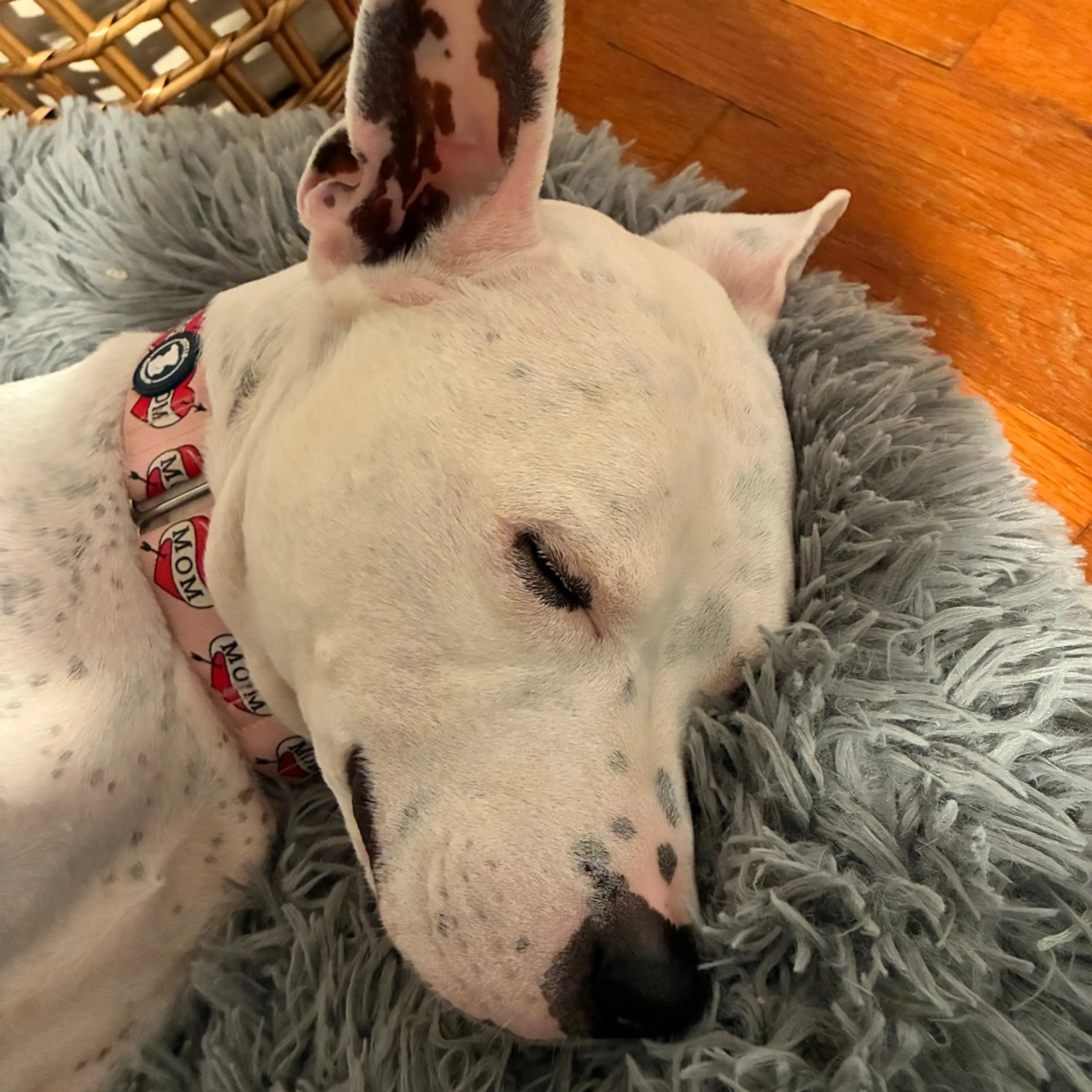Found pet-20