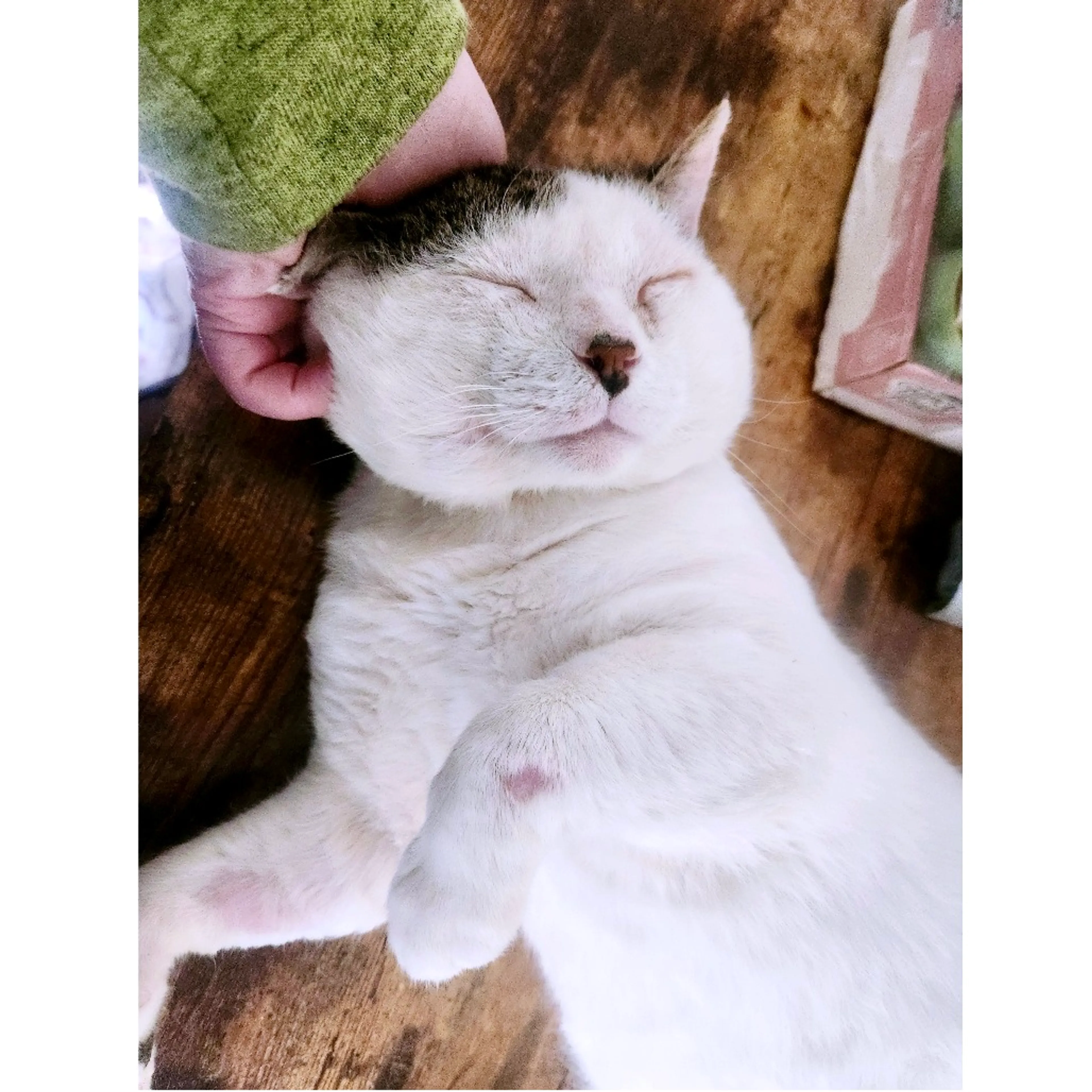 Found pet-6