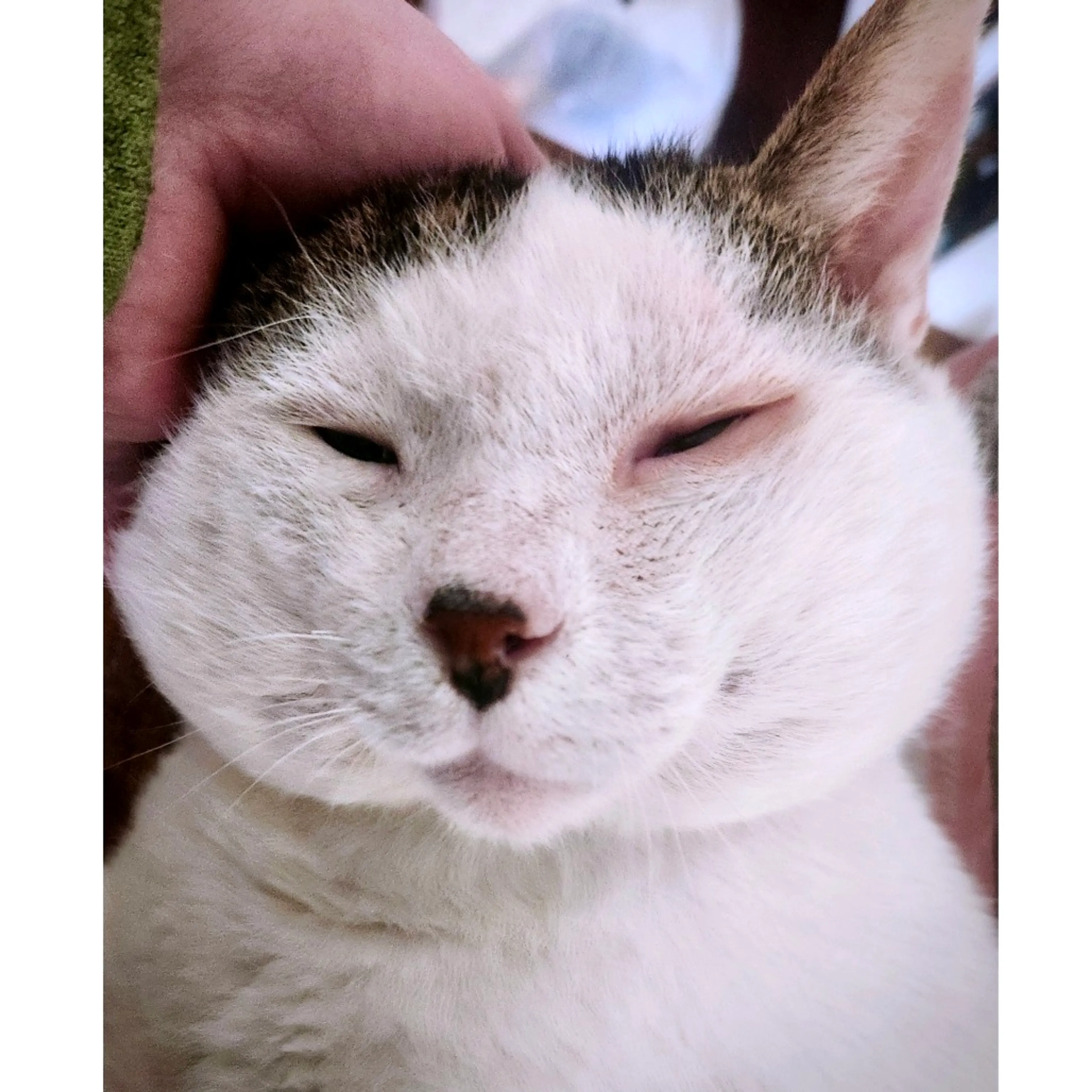 Found pet-5