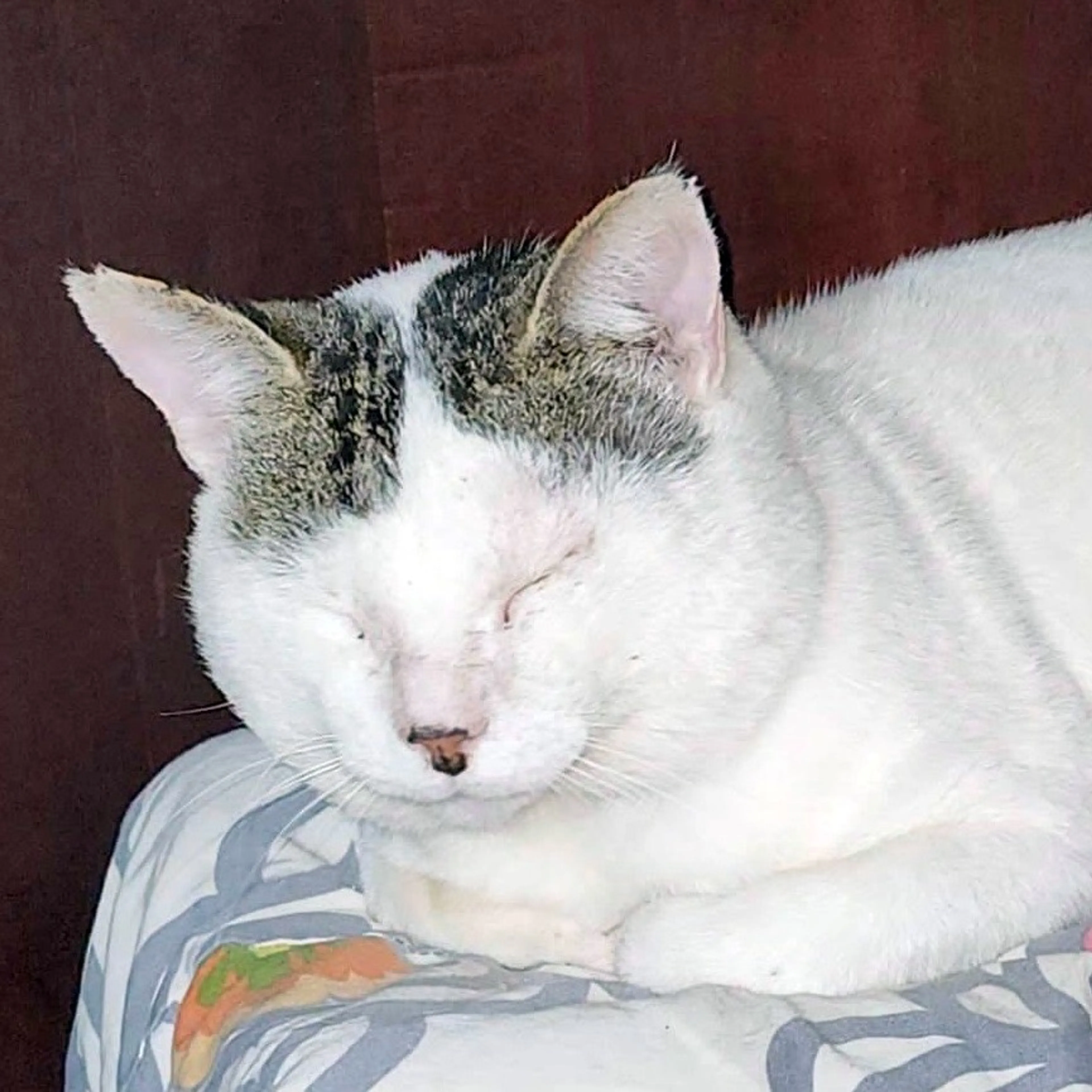 Found pet-1