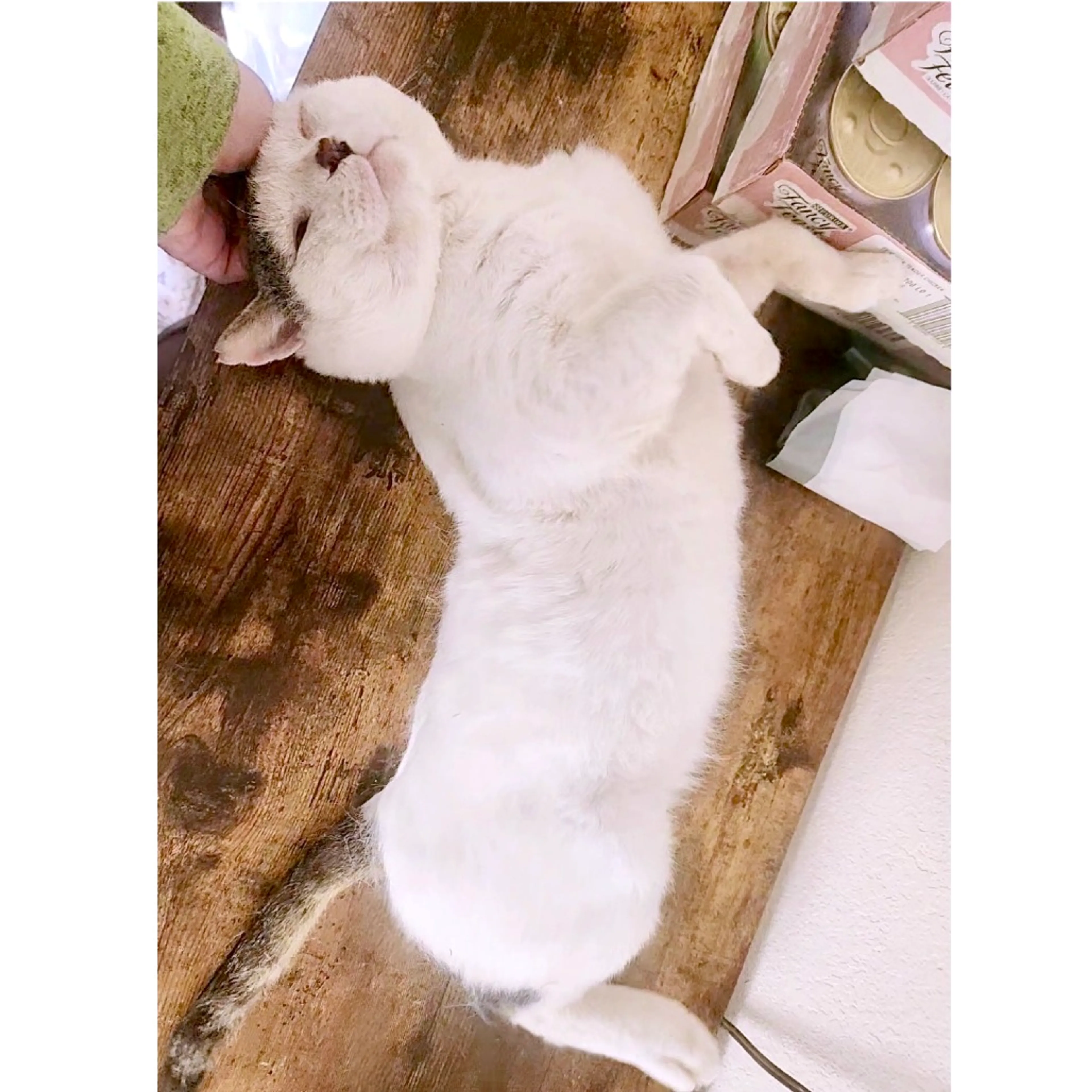 Found pet-4