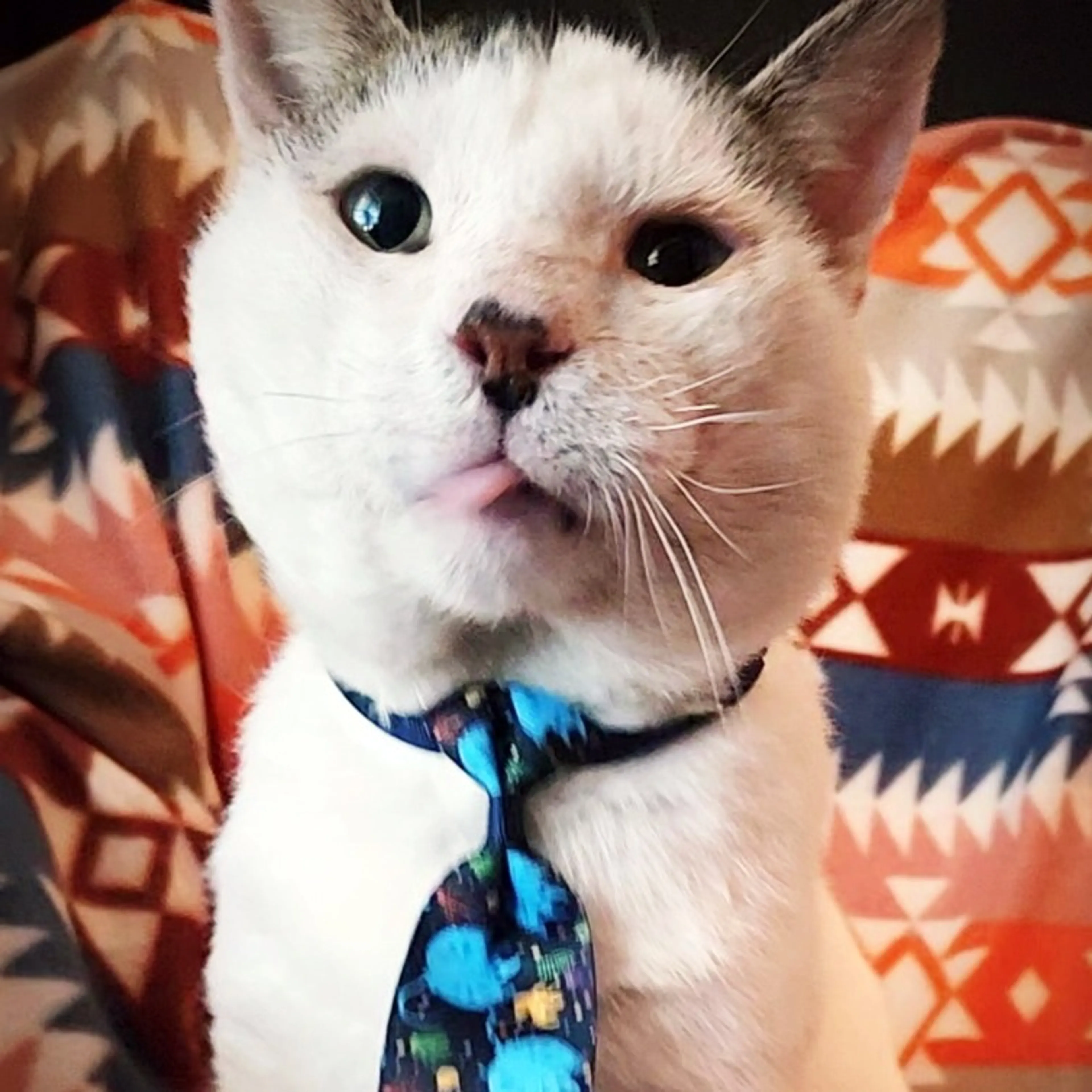 Found pet-3