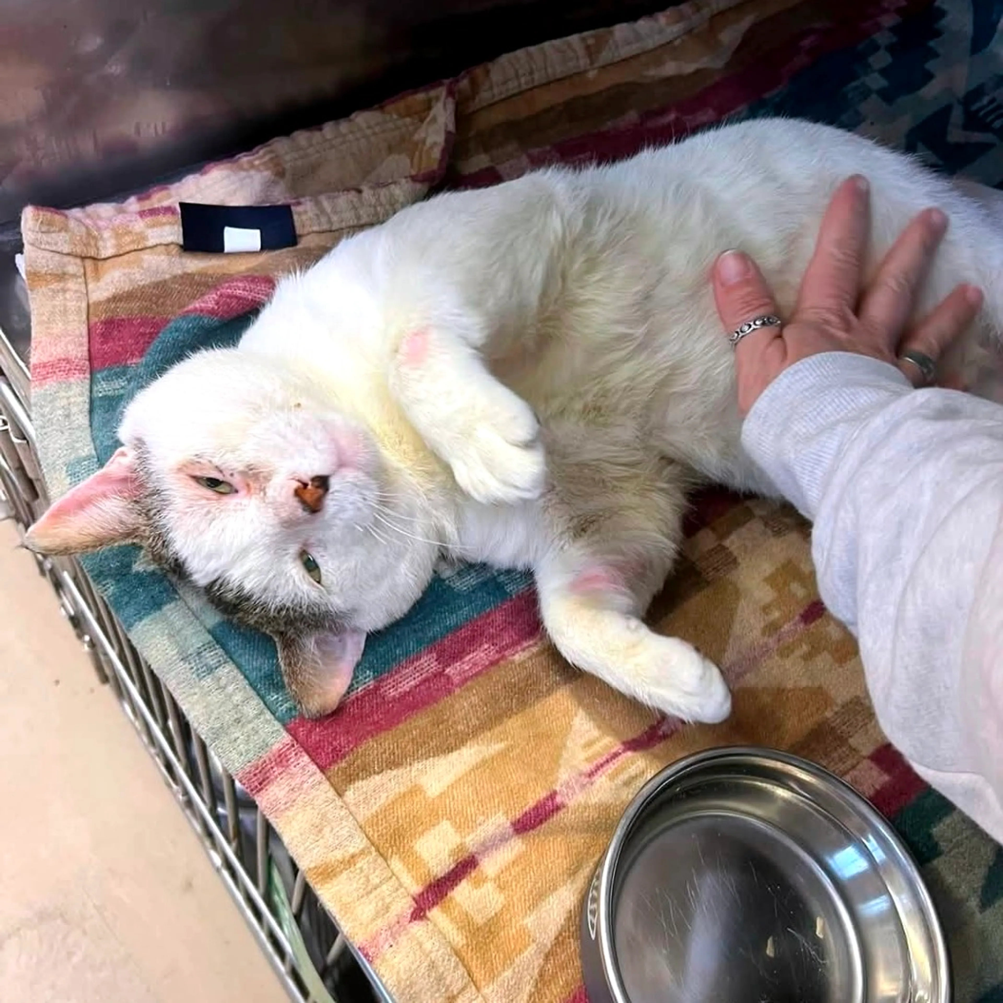 Found pet-2