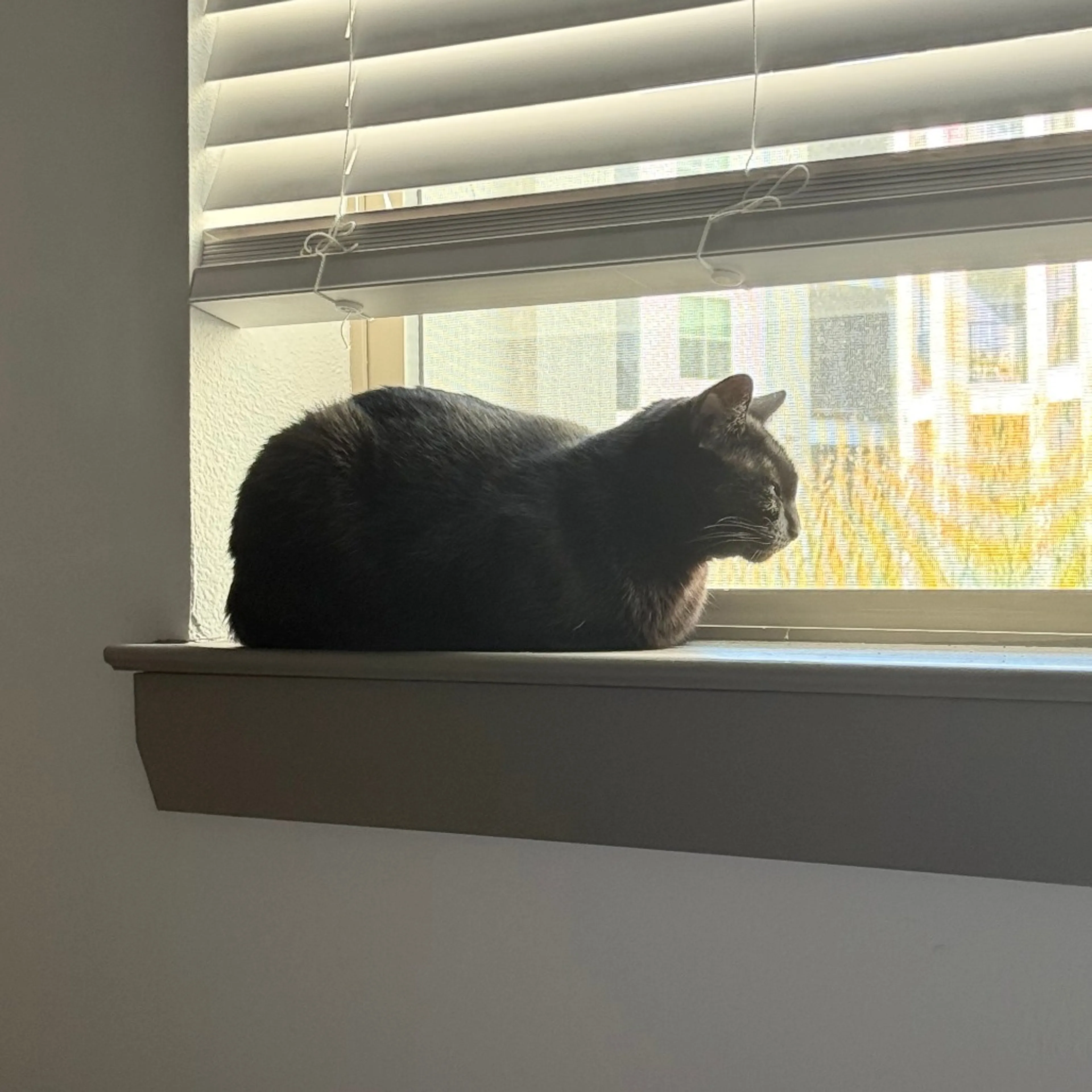 Found pet-8