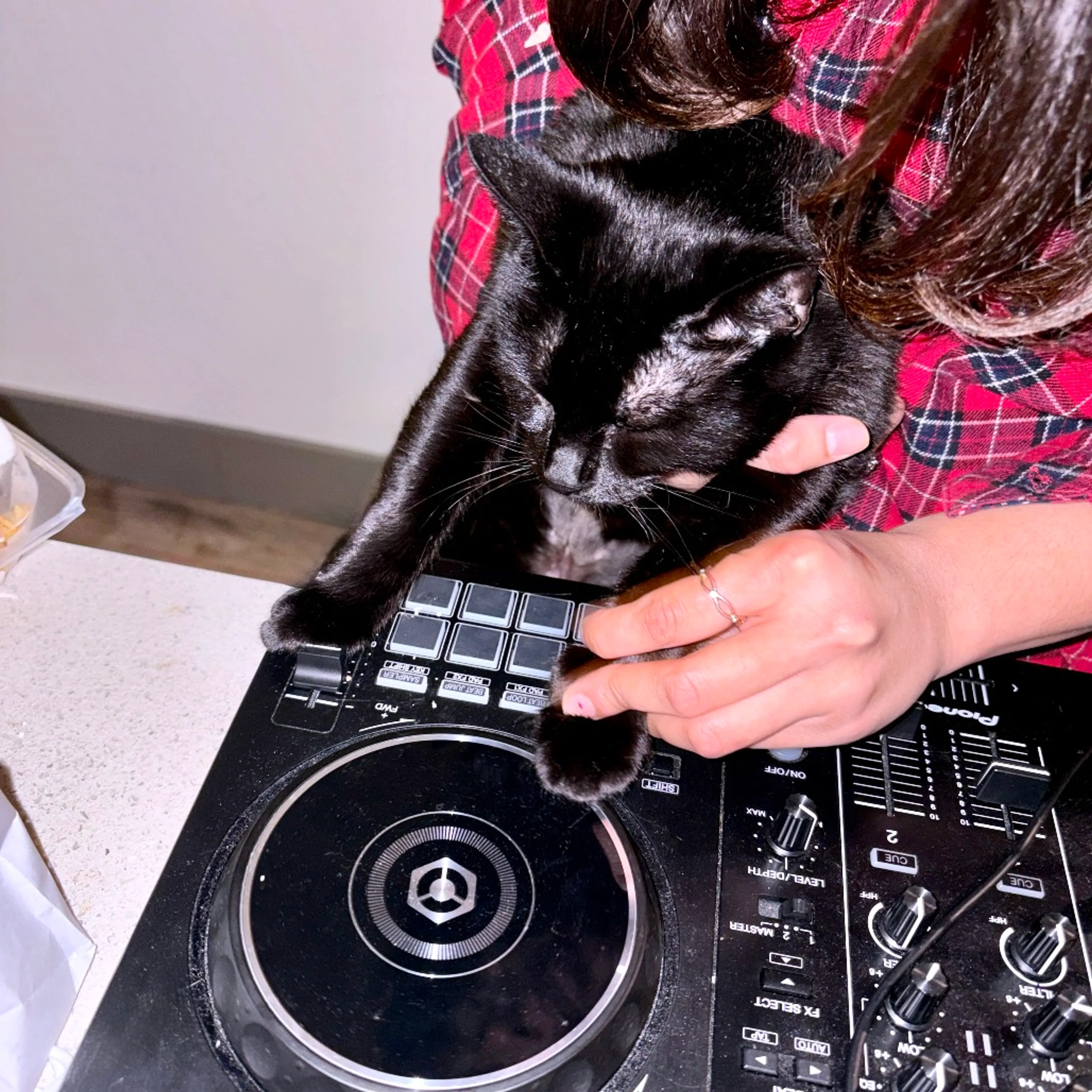 Found pet-10
