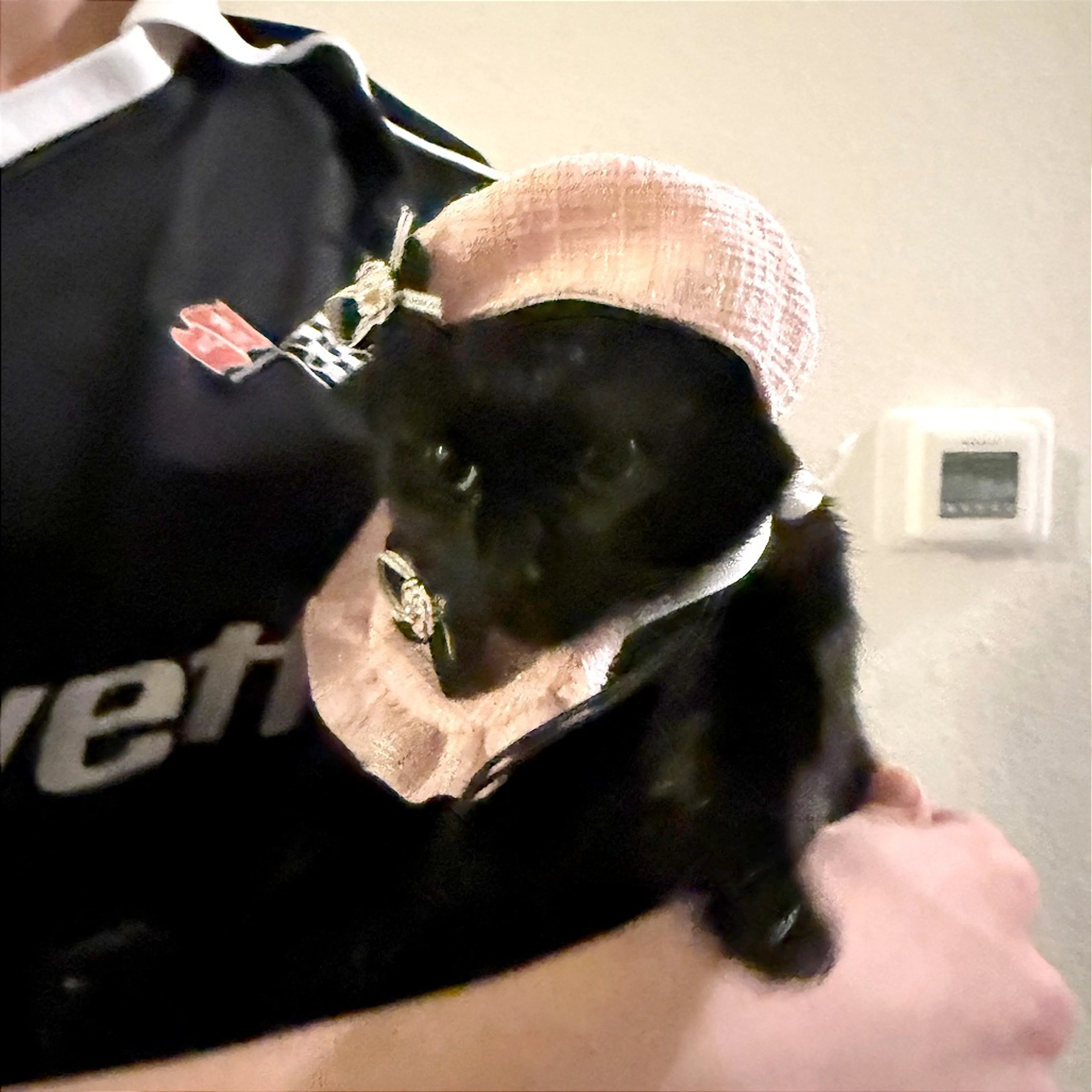Found pet-7
