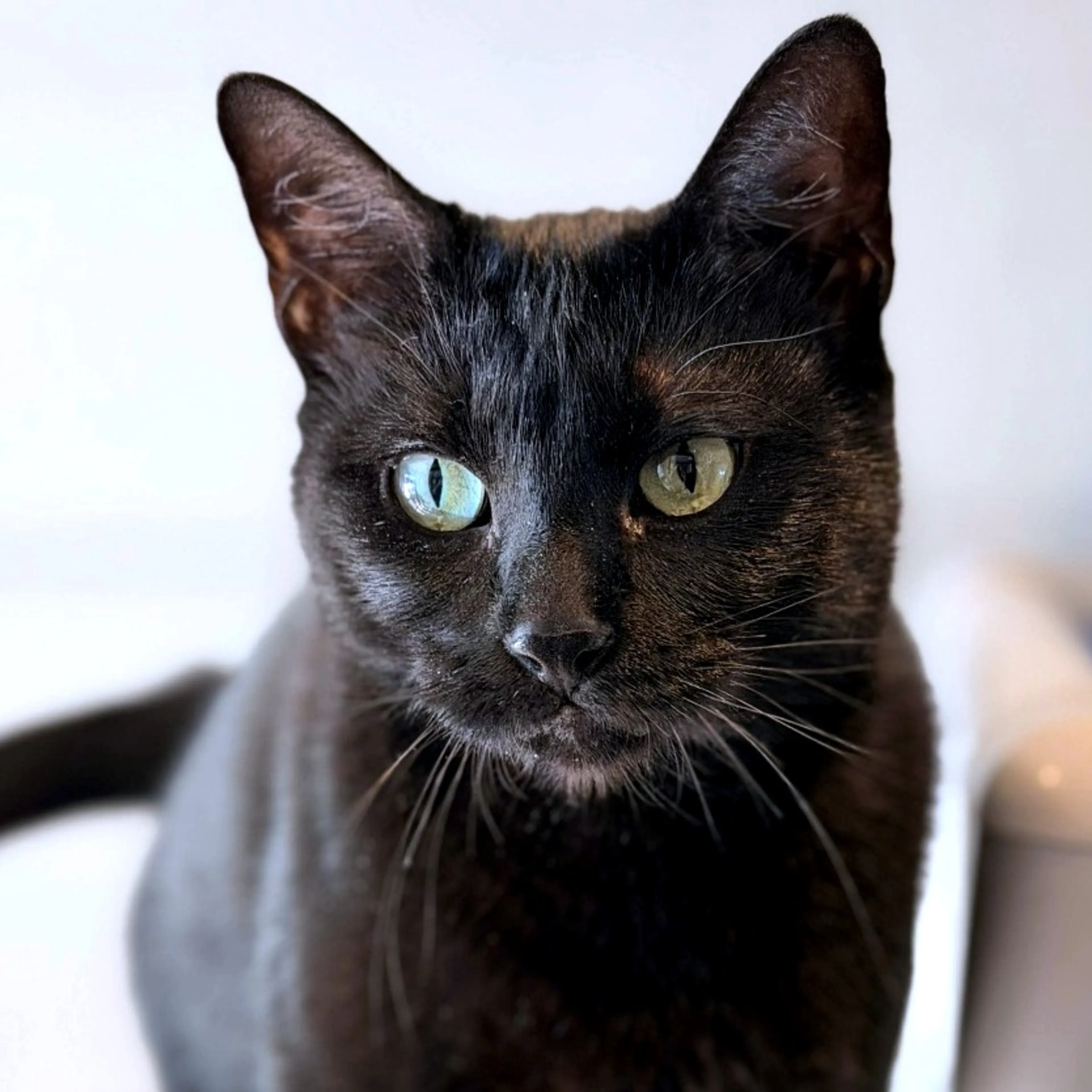 Found pet-6