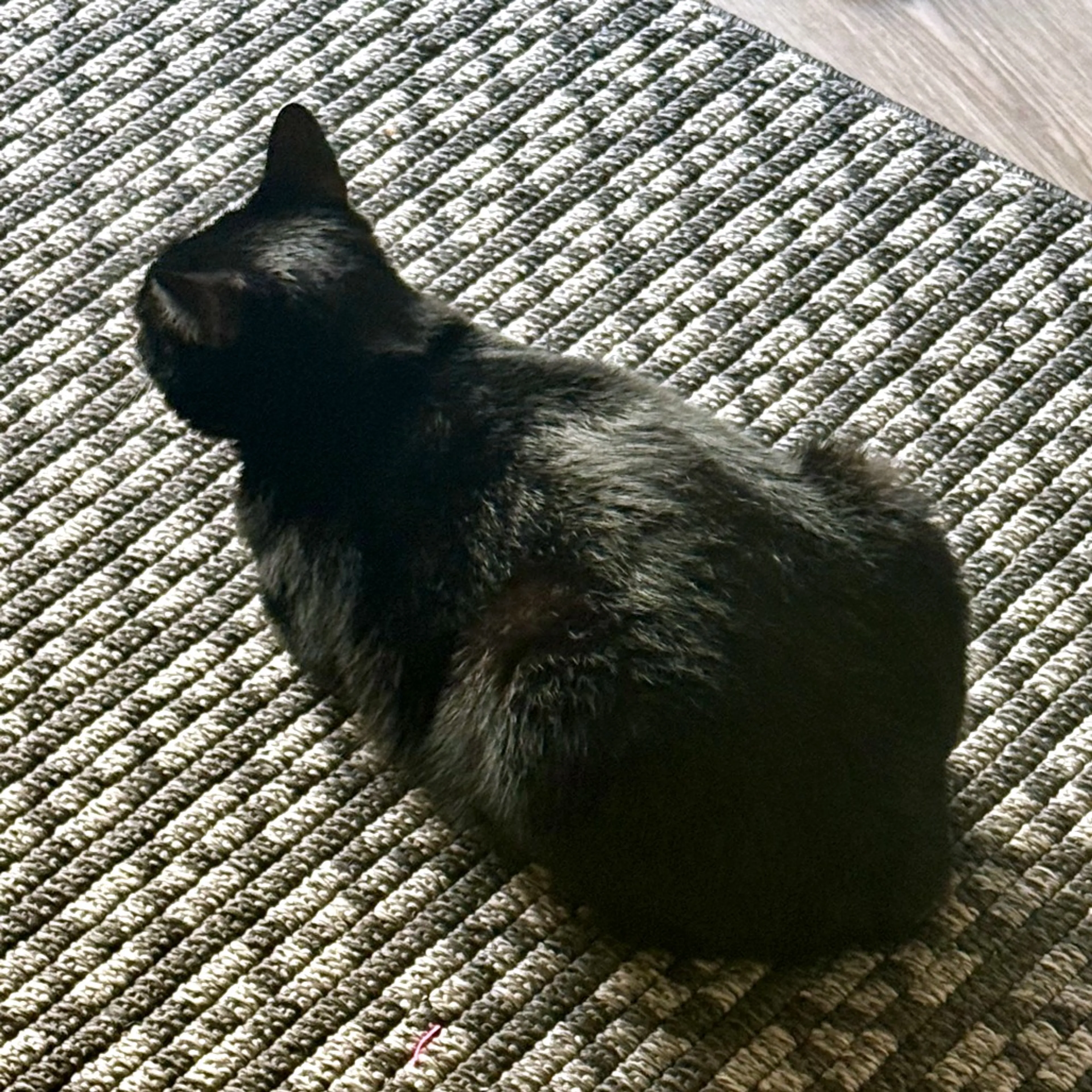 Found pet-12