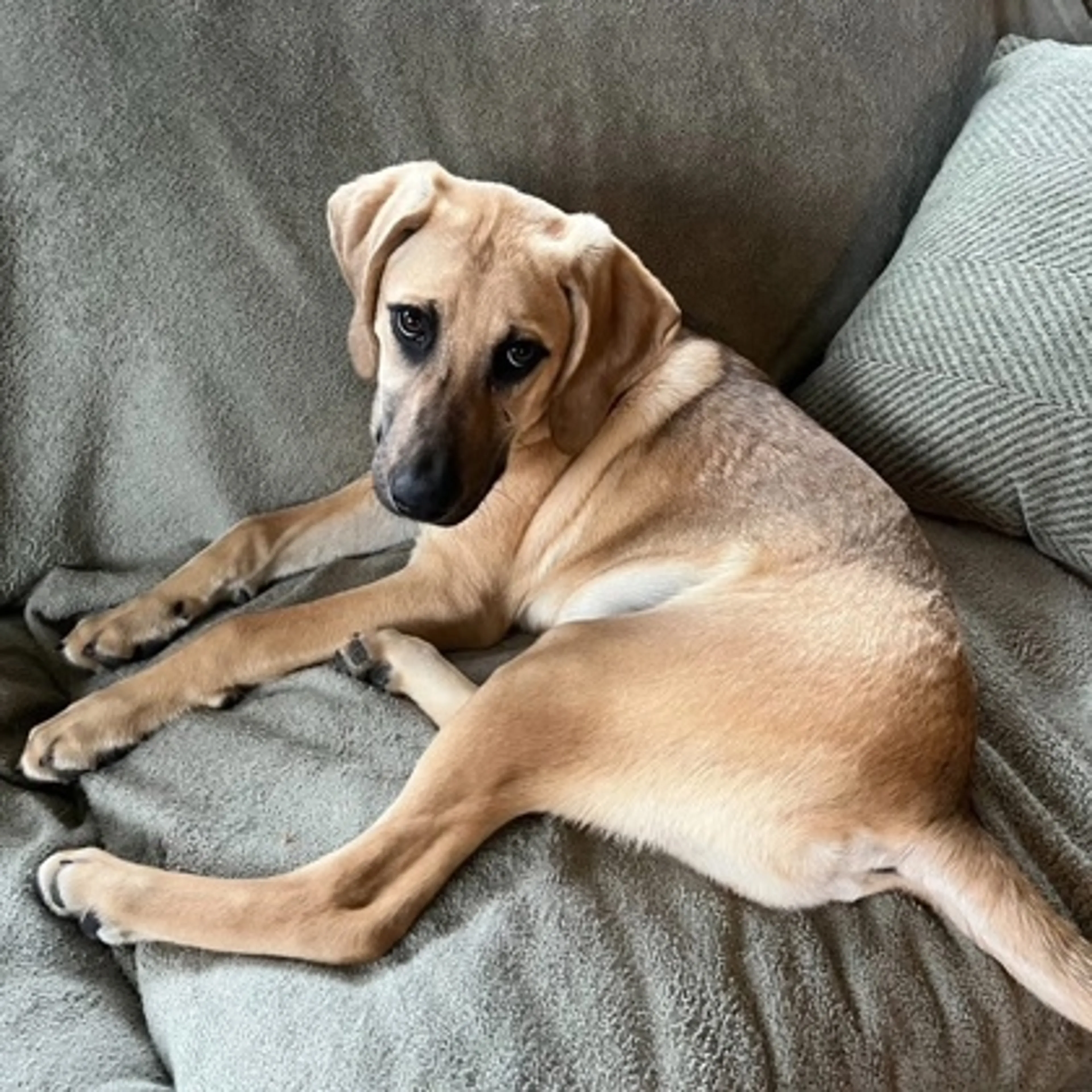 Found pet-2