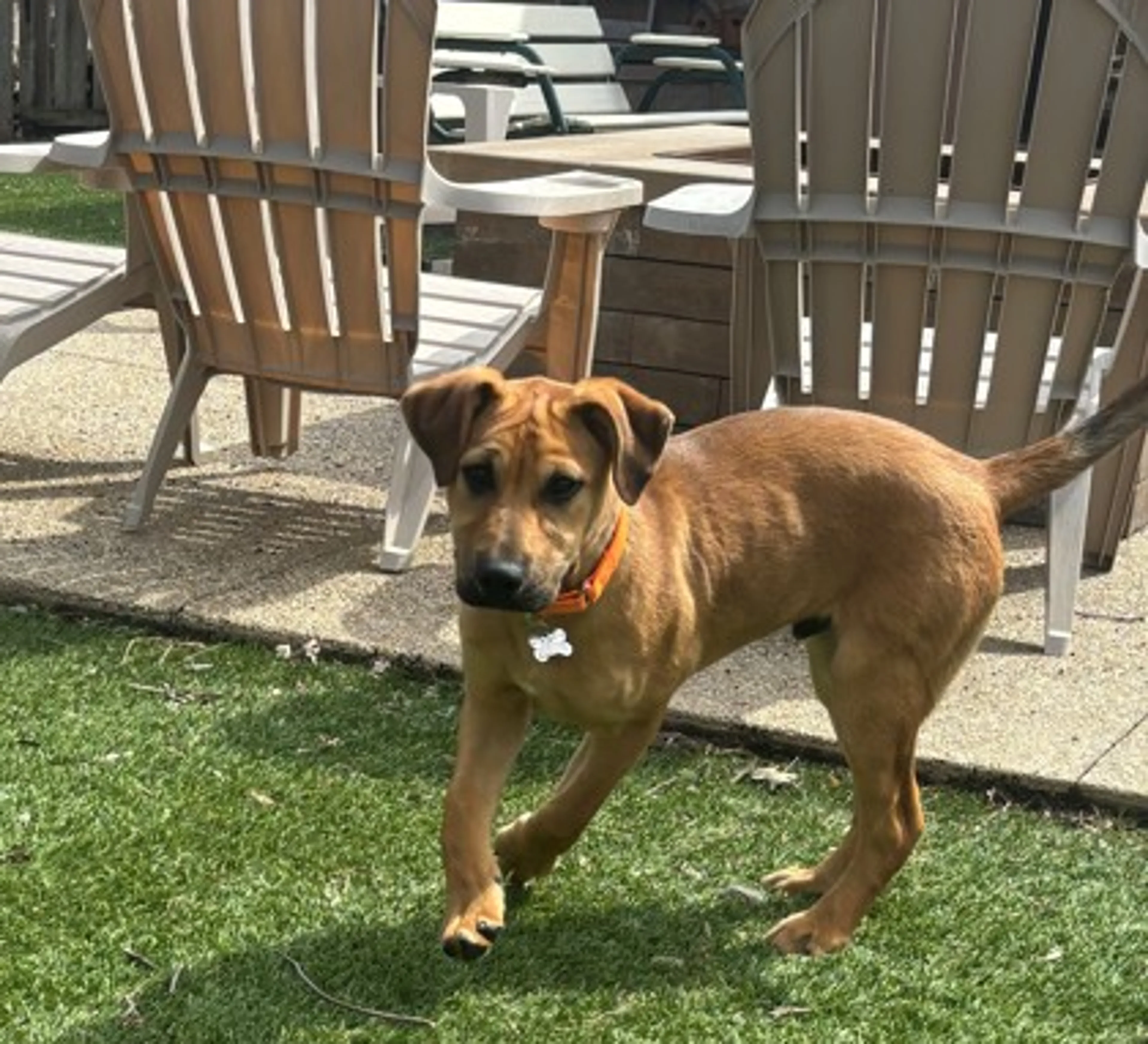 Found pet-2