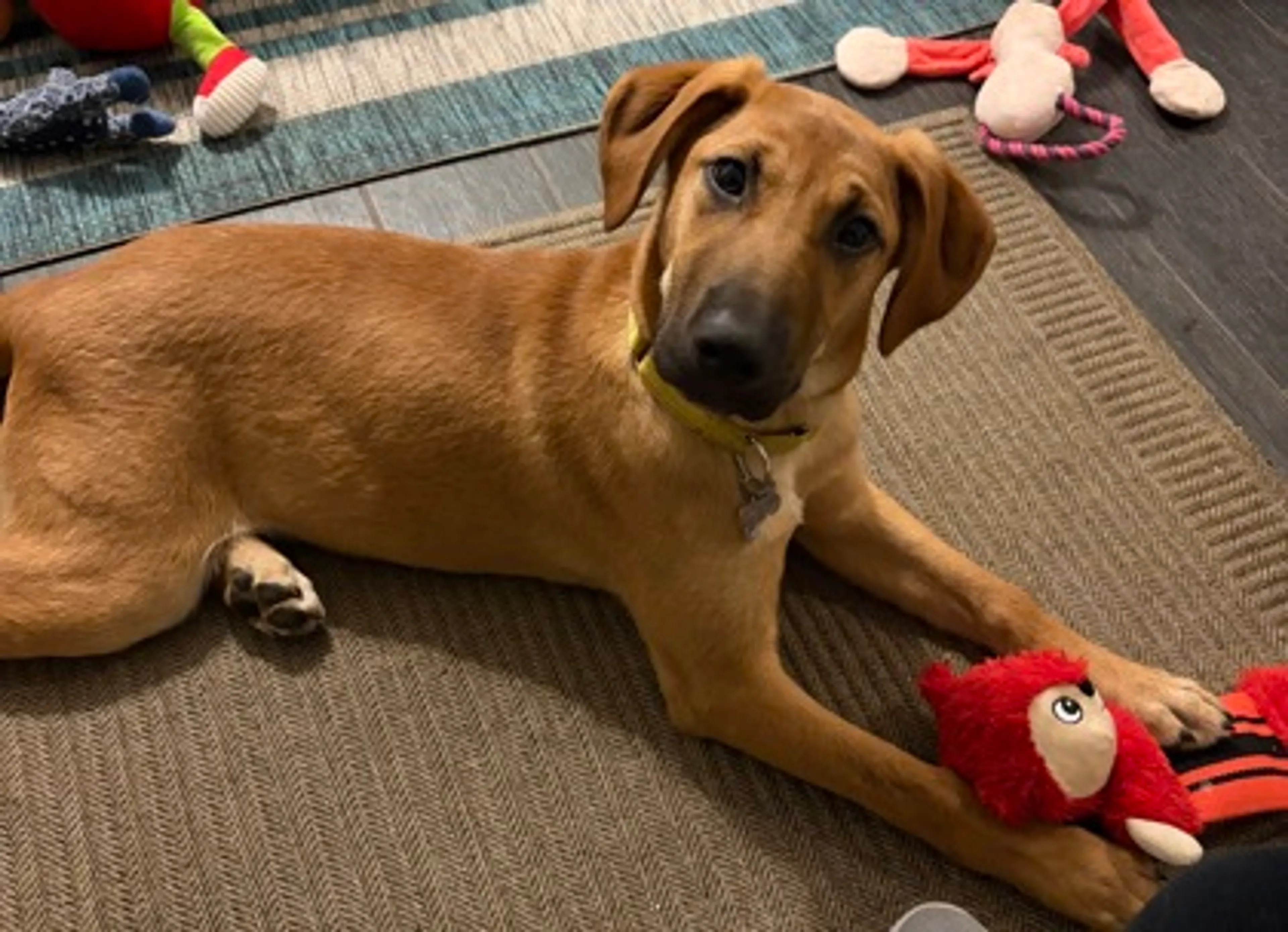 Found pet-2