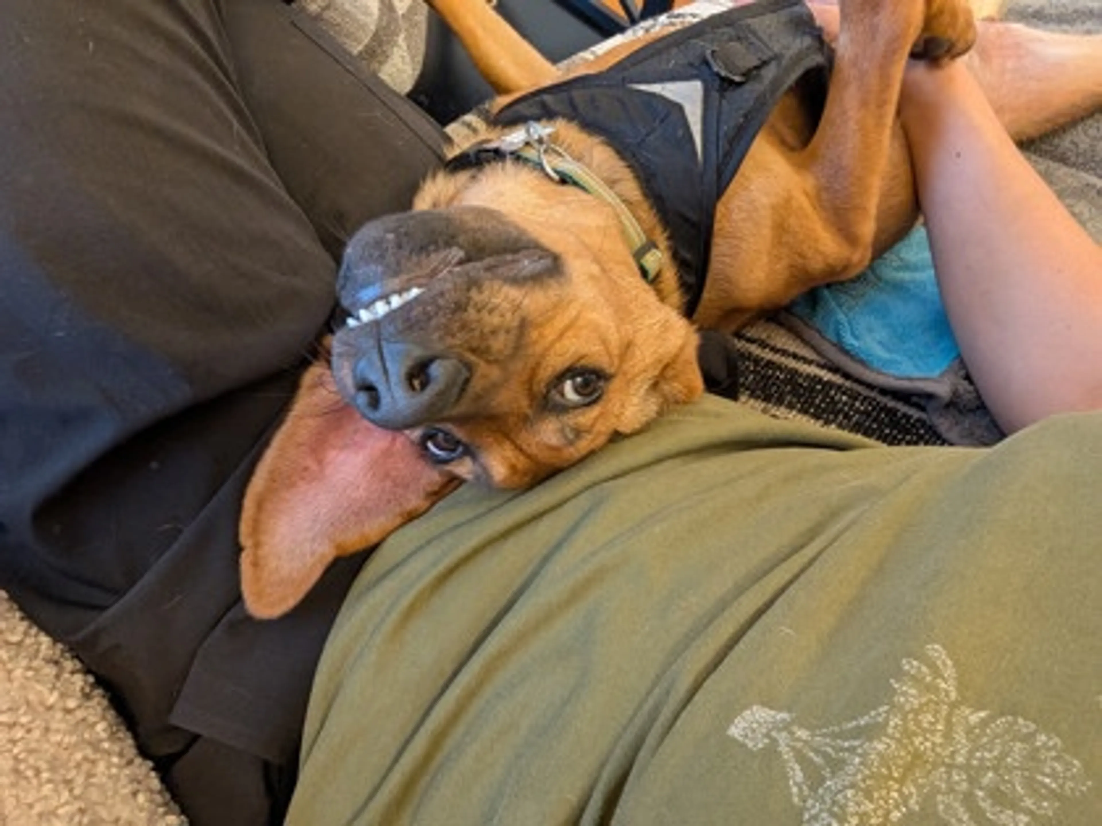 Found pet-1