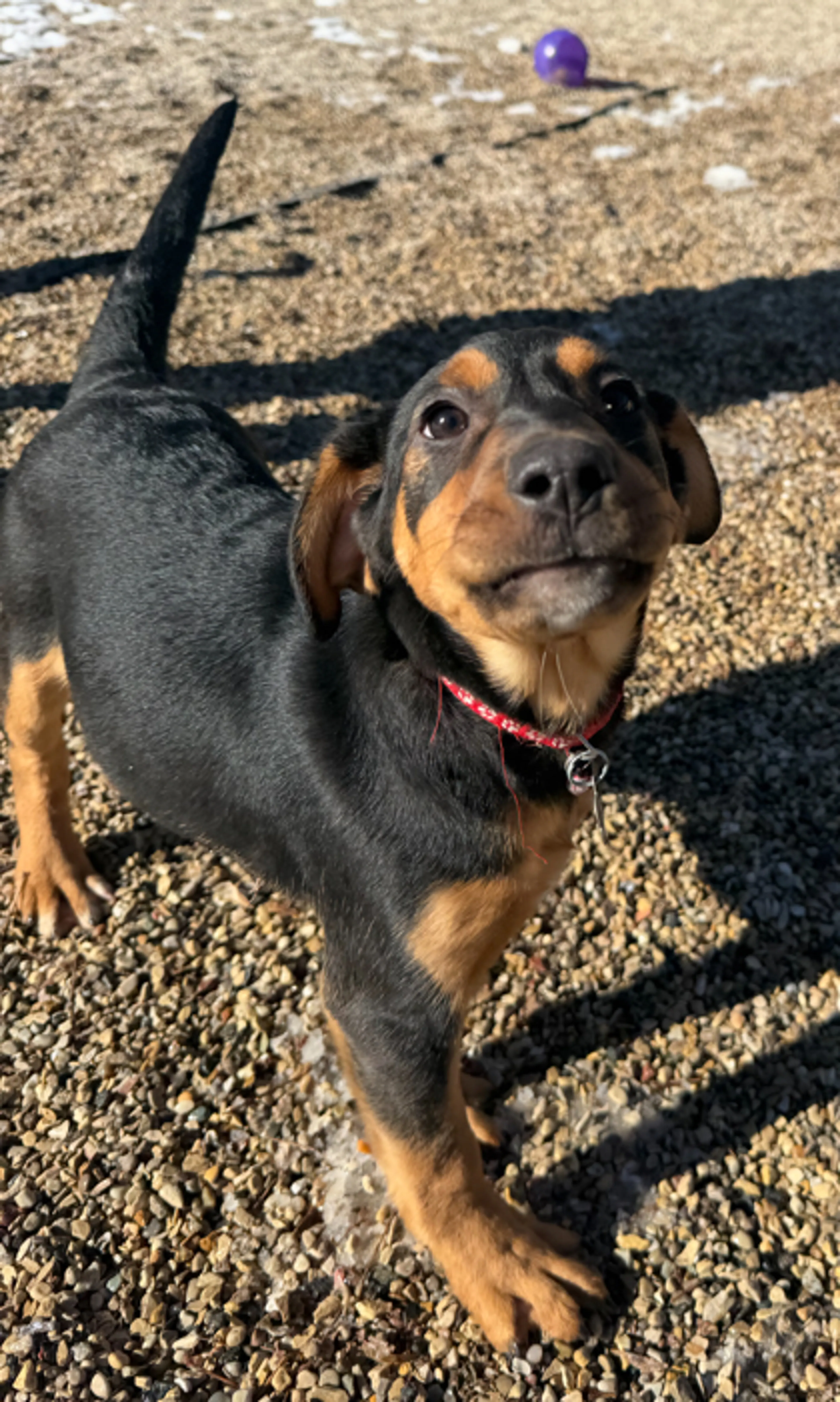 Found pet-1