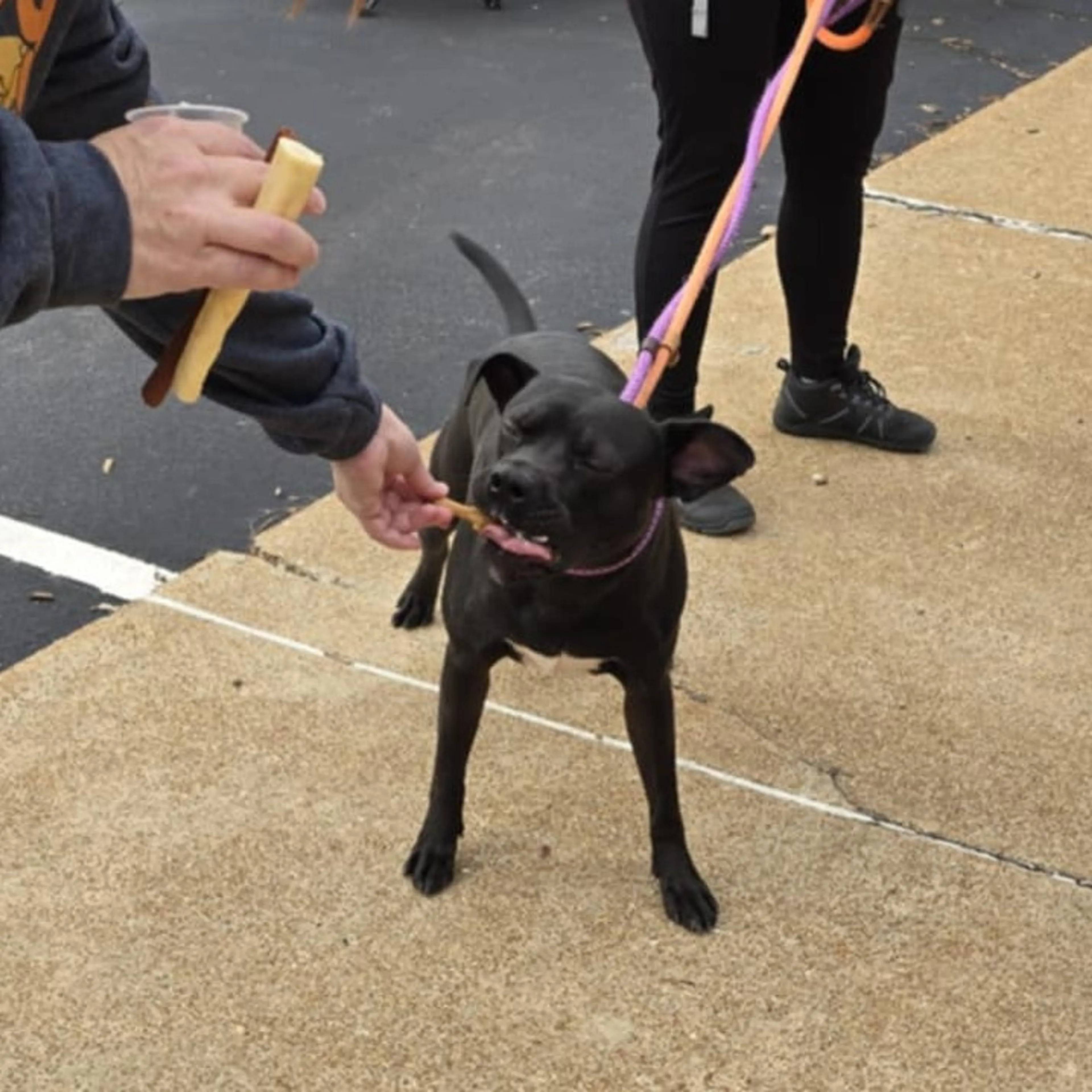 Found pet-5