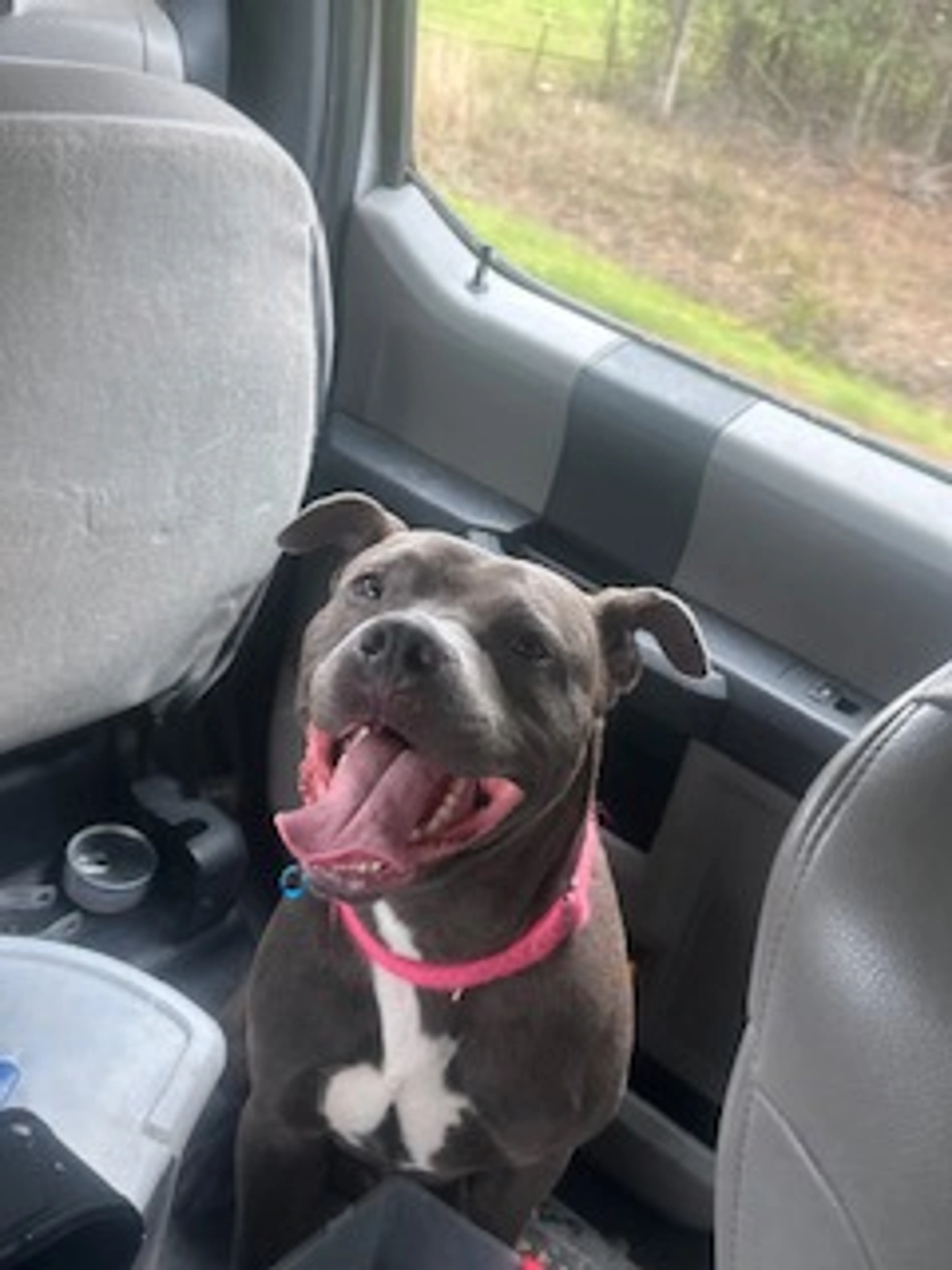 Found pet