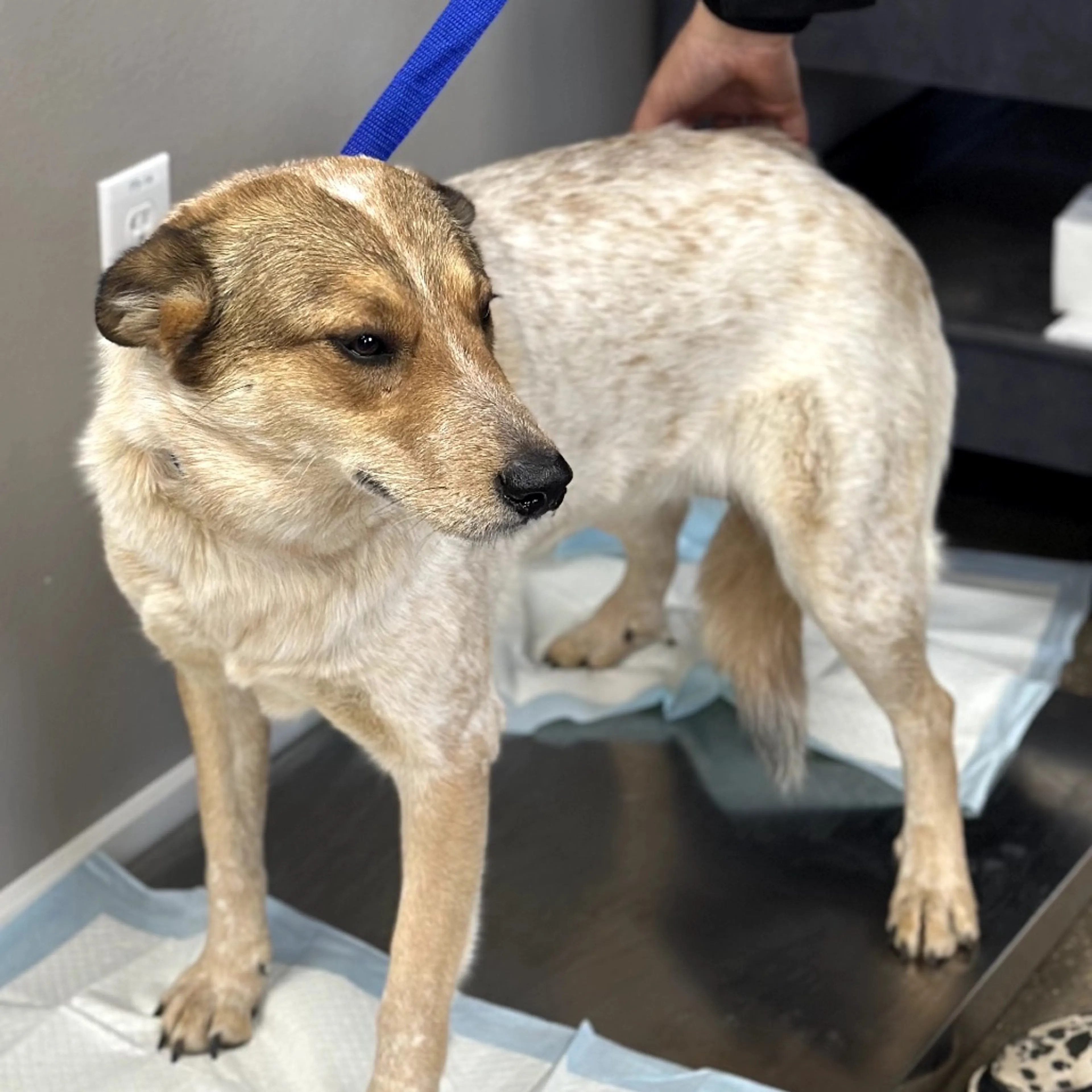 Found pet-1