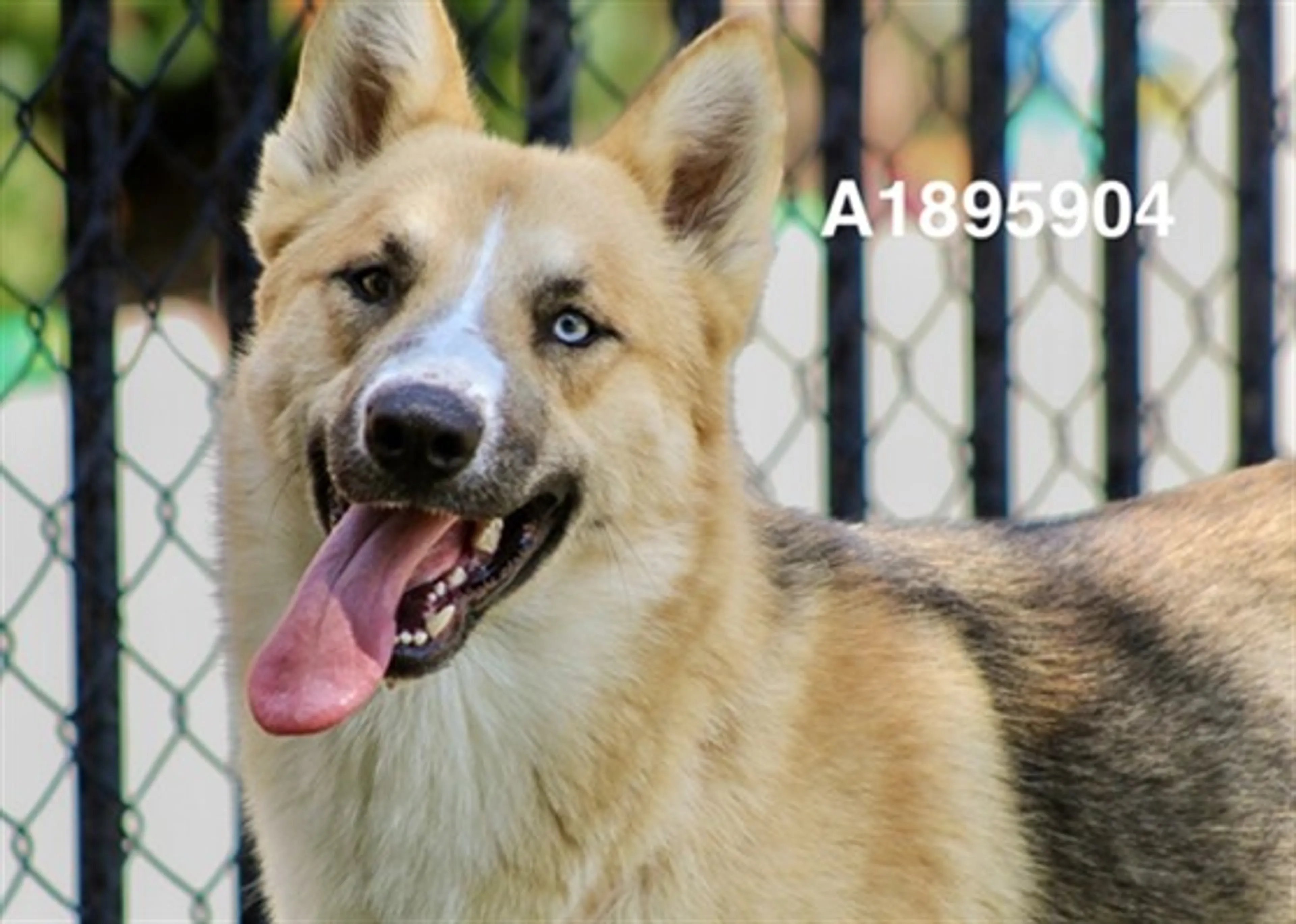 Found pet