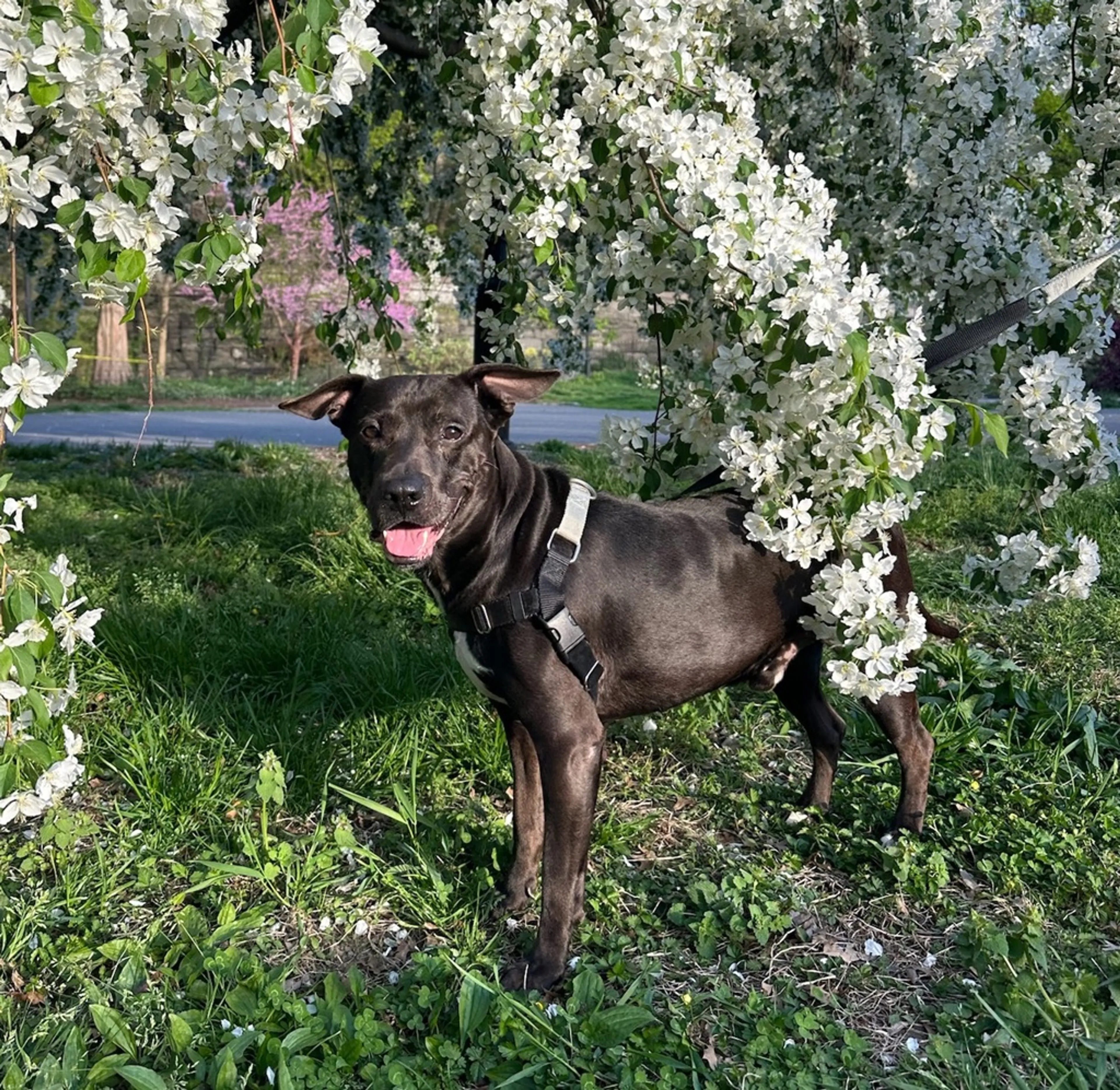 Found pet-1