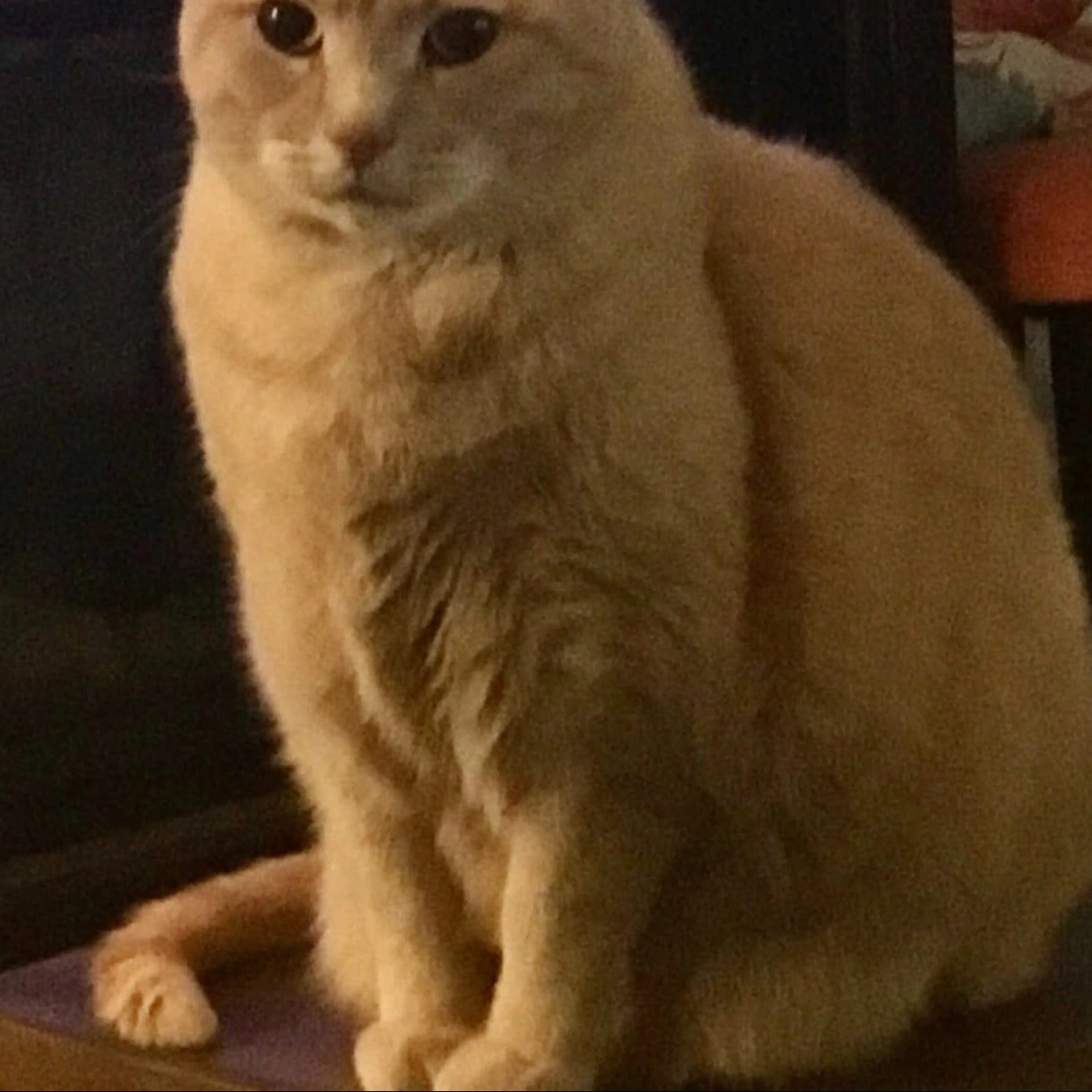 Lost pet-2