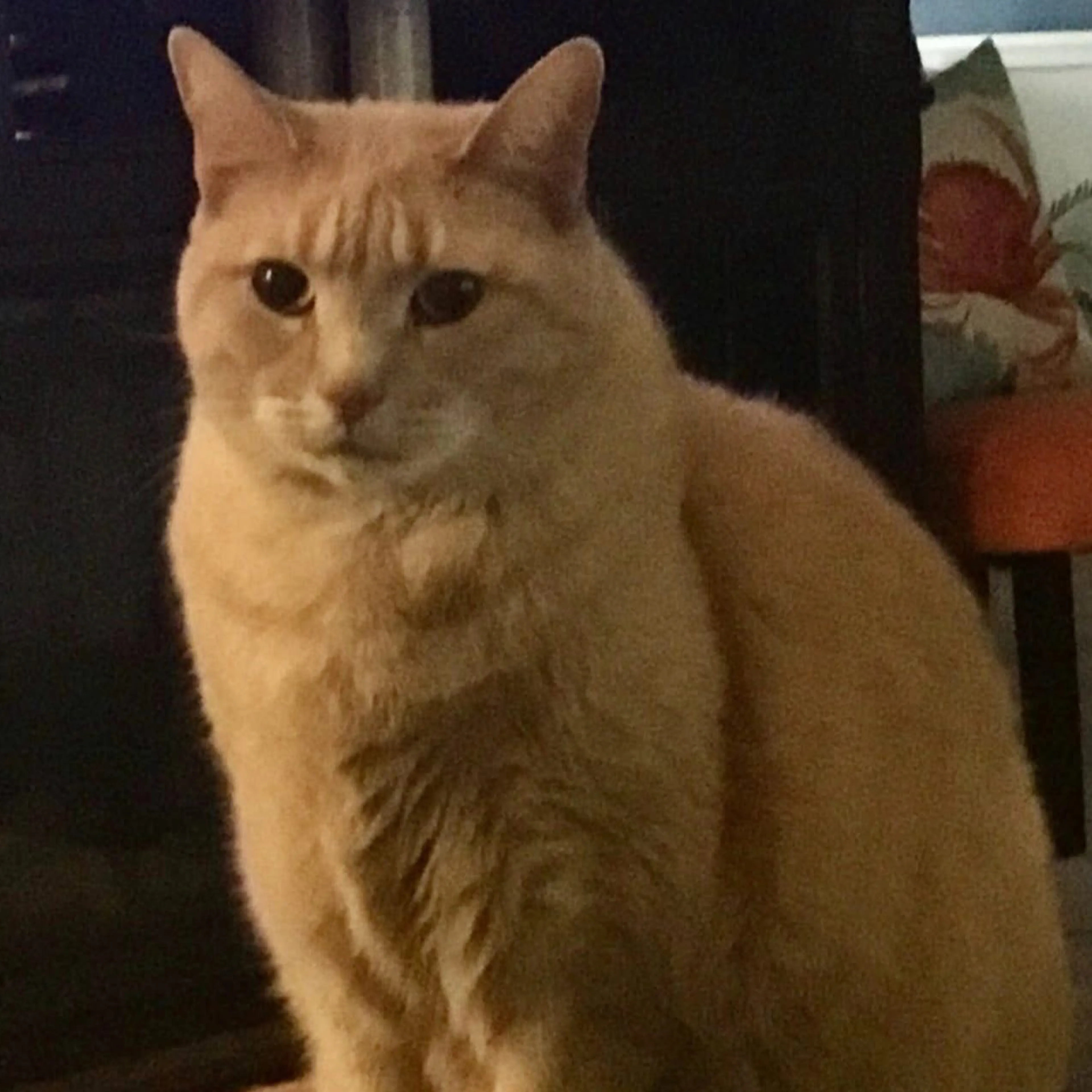 Lost pet-1