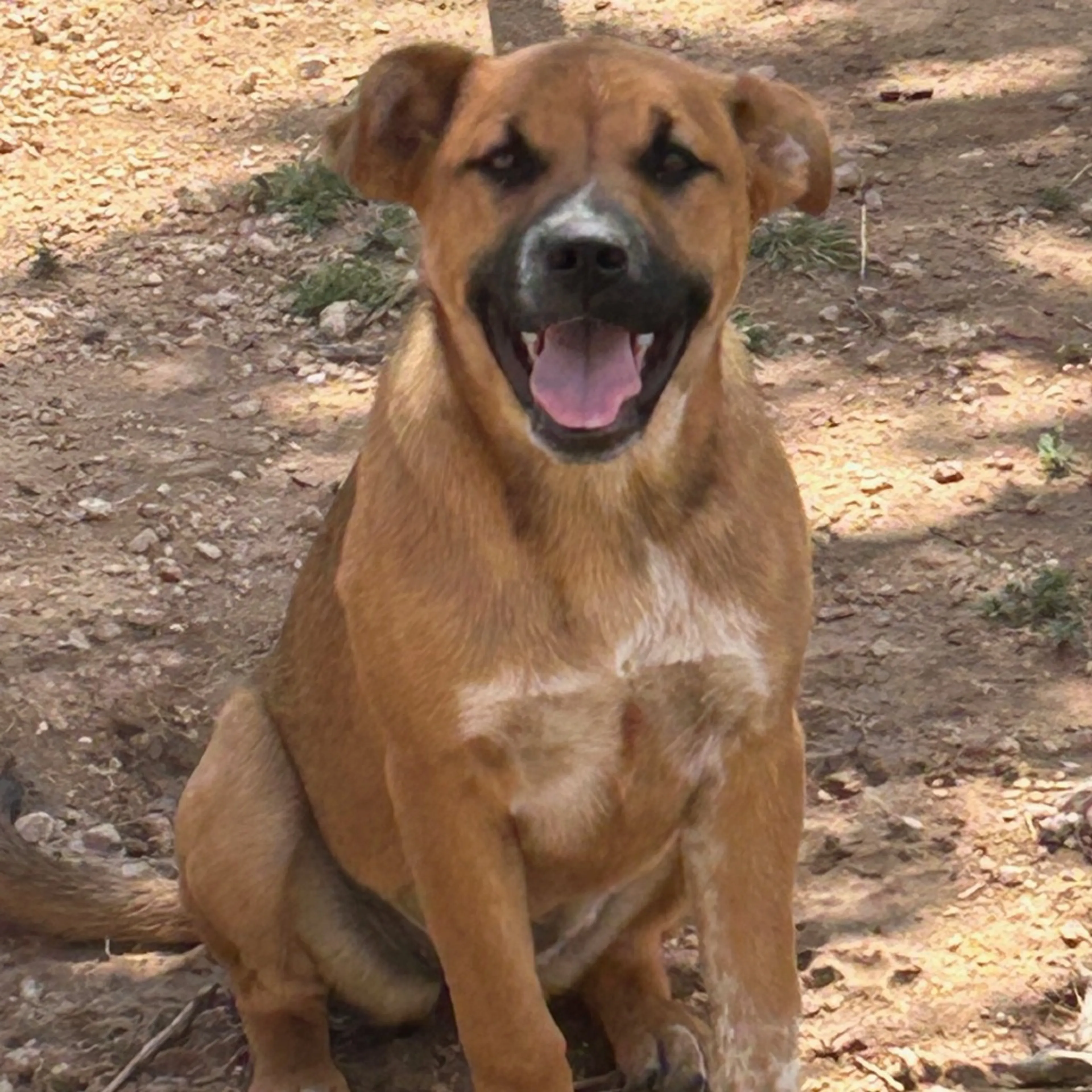Found pet-1