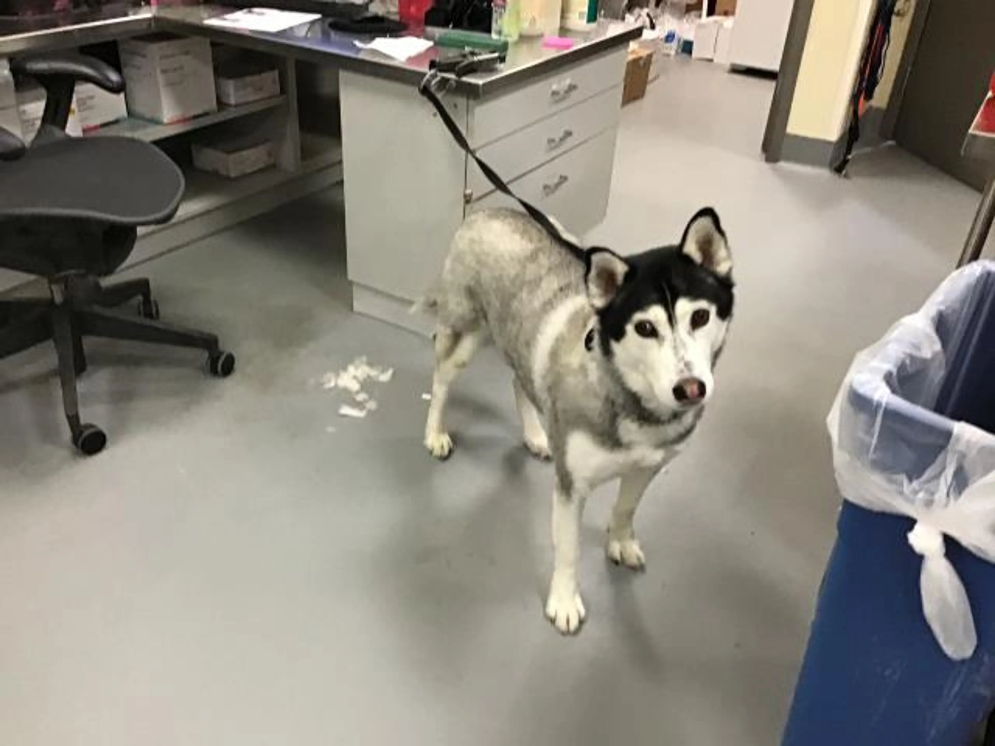Found pet