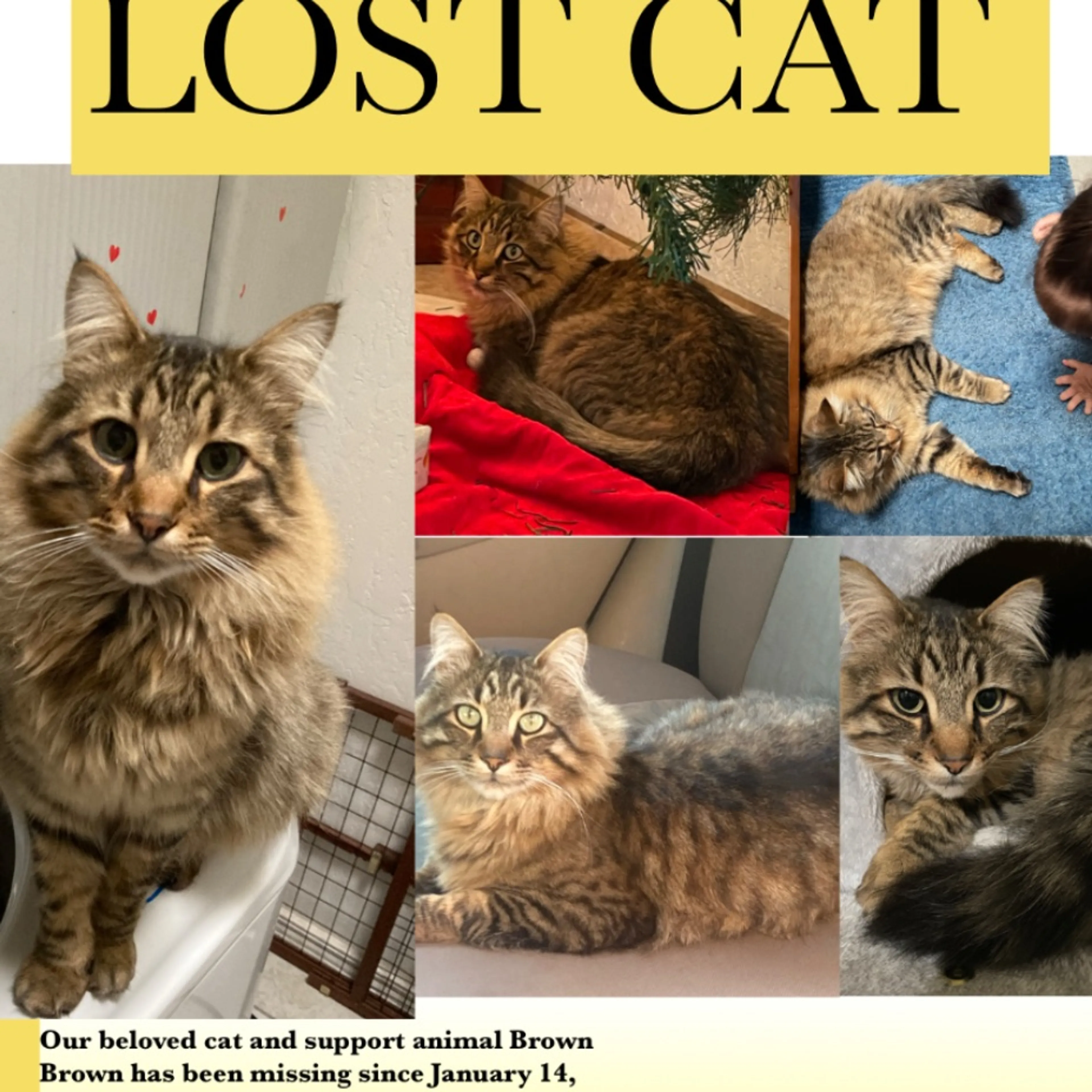 Lost pet