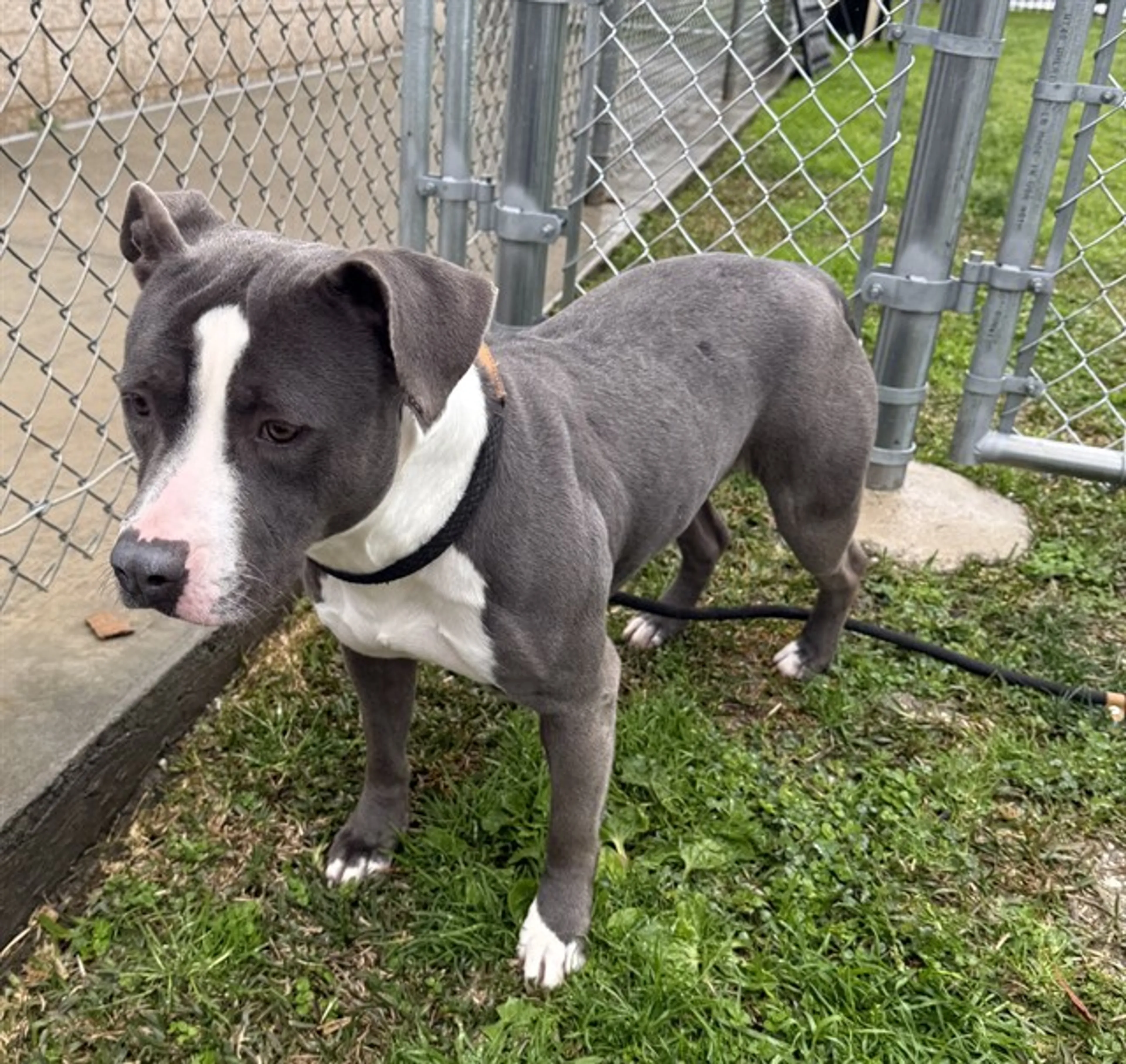 Found pet